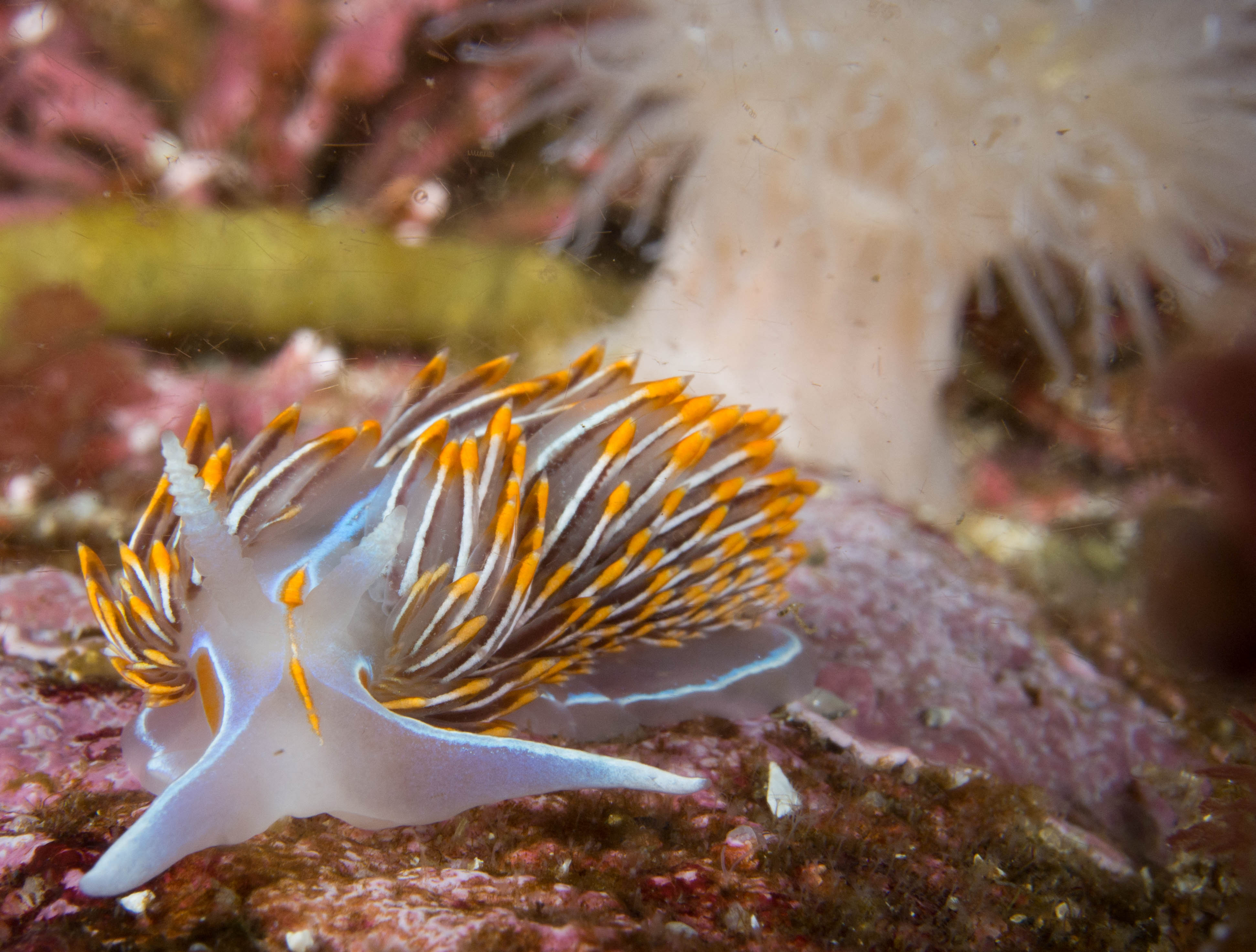 Hermissenda crassicornis, salah satu spesies moluska 