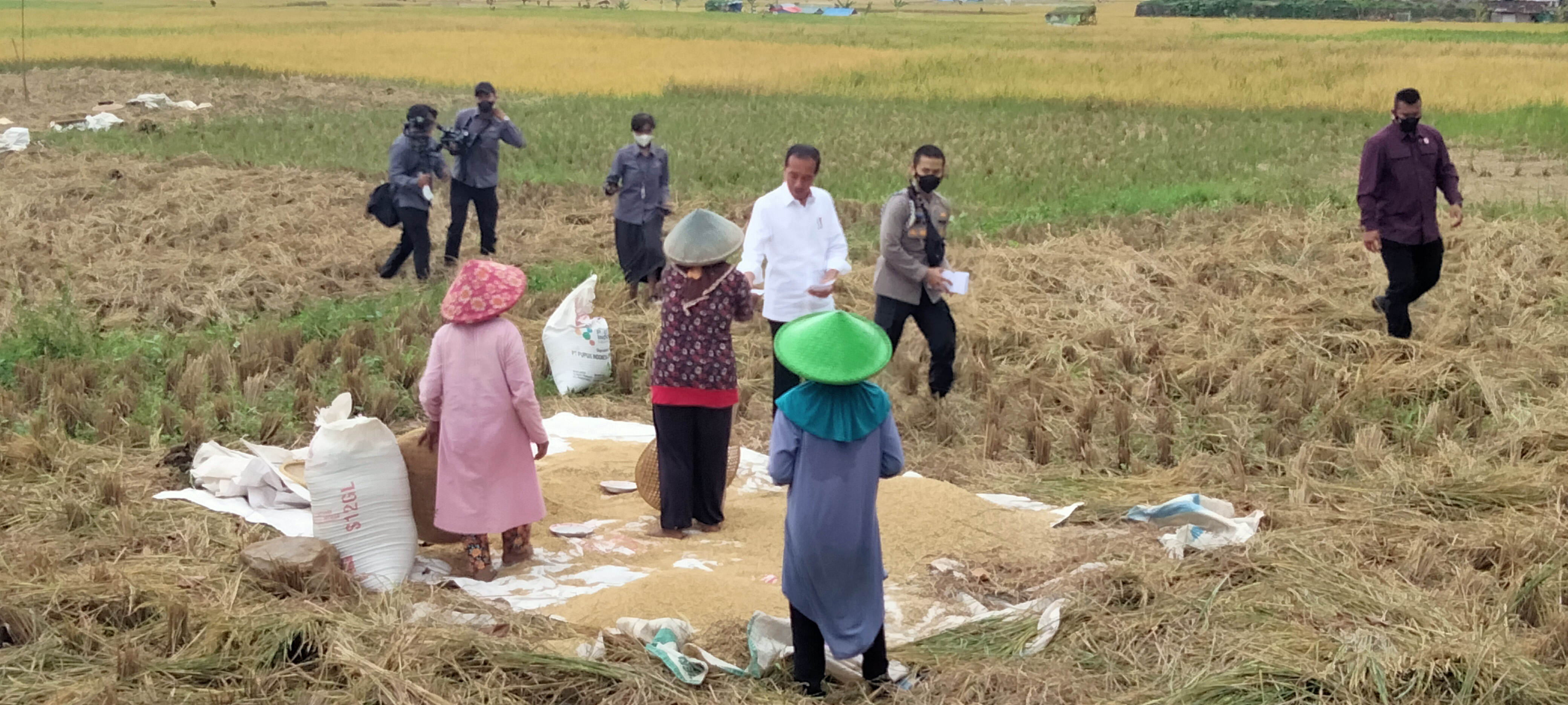 Presiden Joko Widodo mengecek harga gabah kering panen (GPK) ke petani di kawasan Kabupaten Bandung,