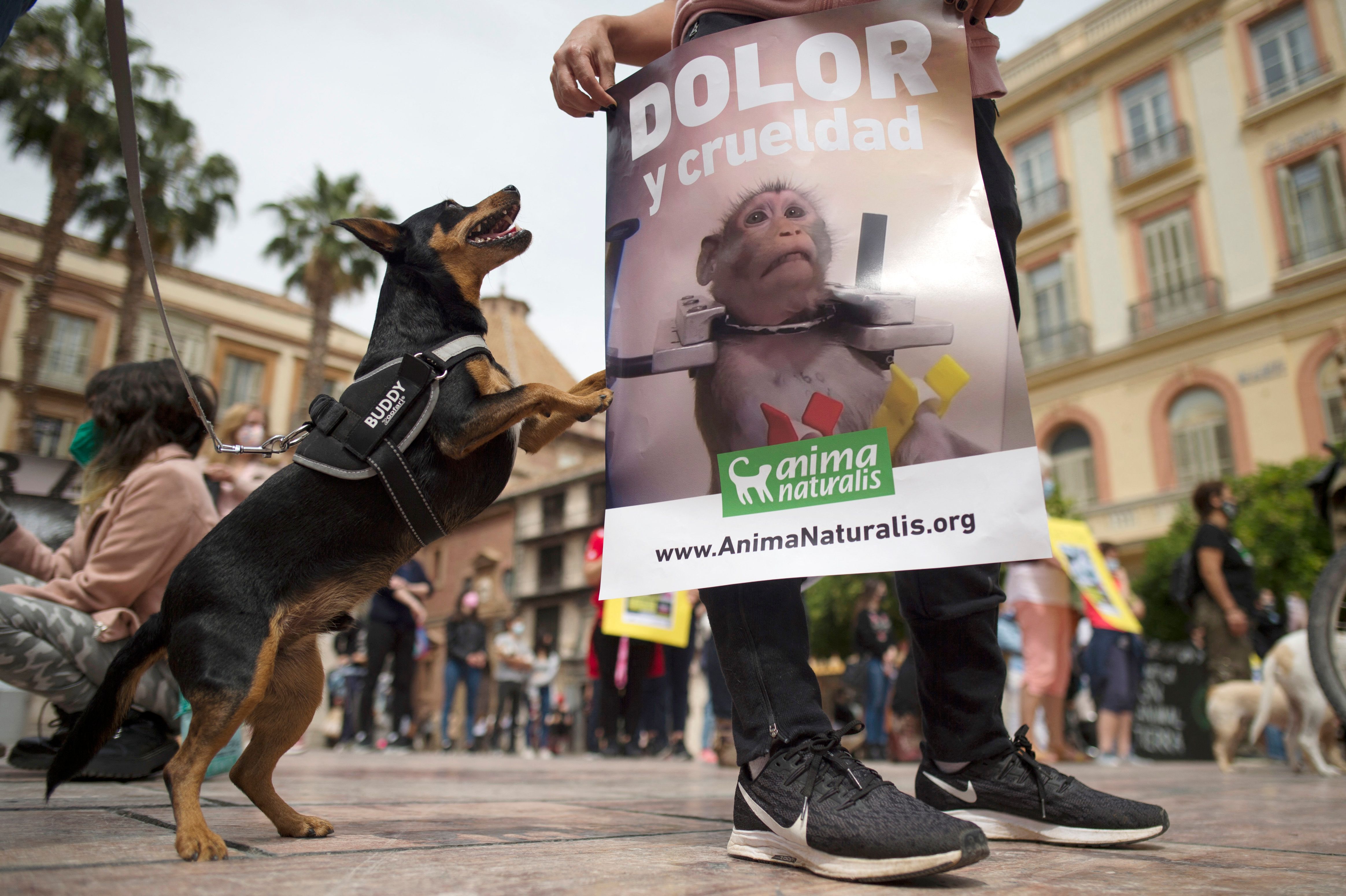 Demonstrasi yang dilakukan aktivis hak asasi hewan