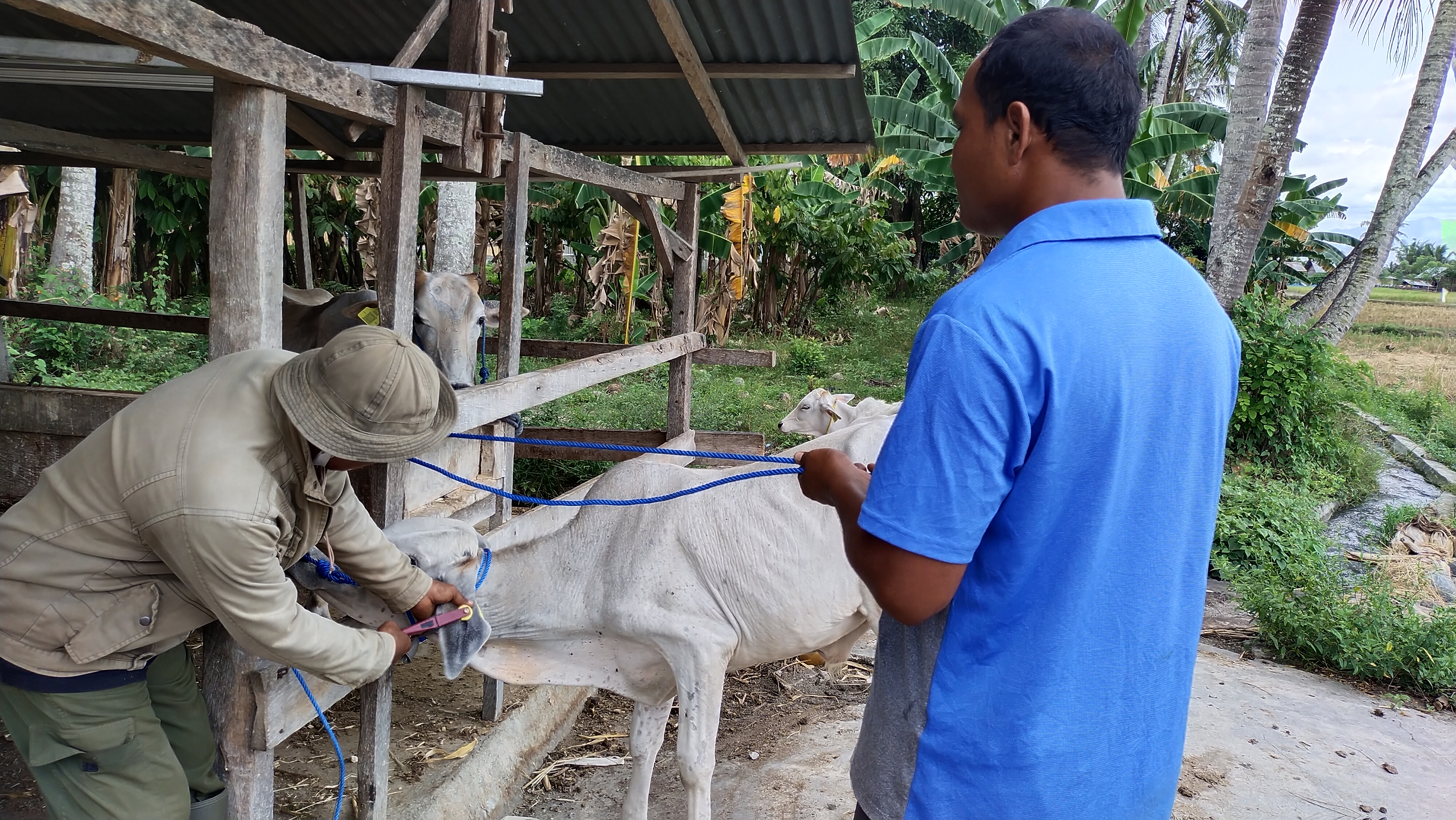 Petugas Dinas Peternakan Sigi melakukan vaksinasi PMK pada sapi