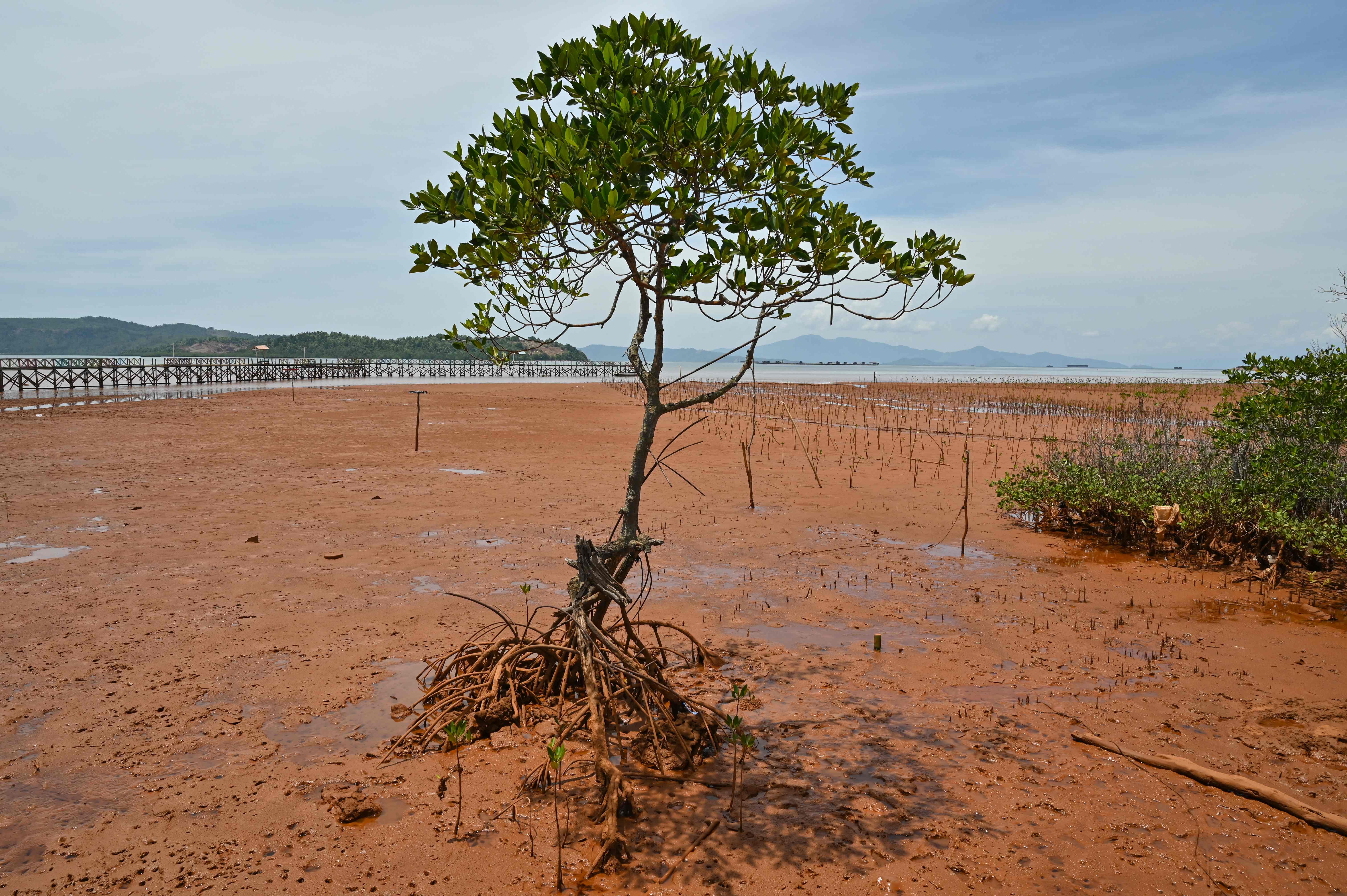 Pohon mangrove terperangkap limbah nikel di Sulawesi.