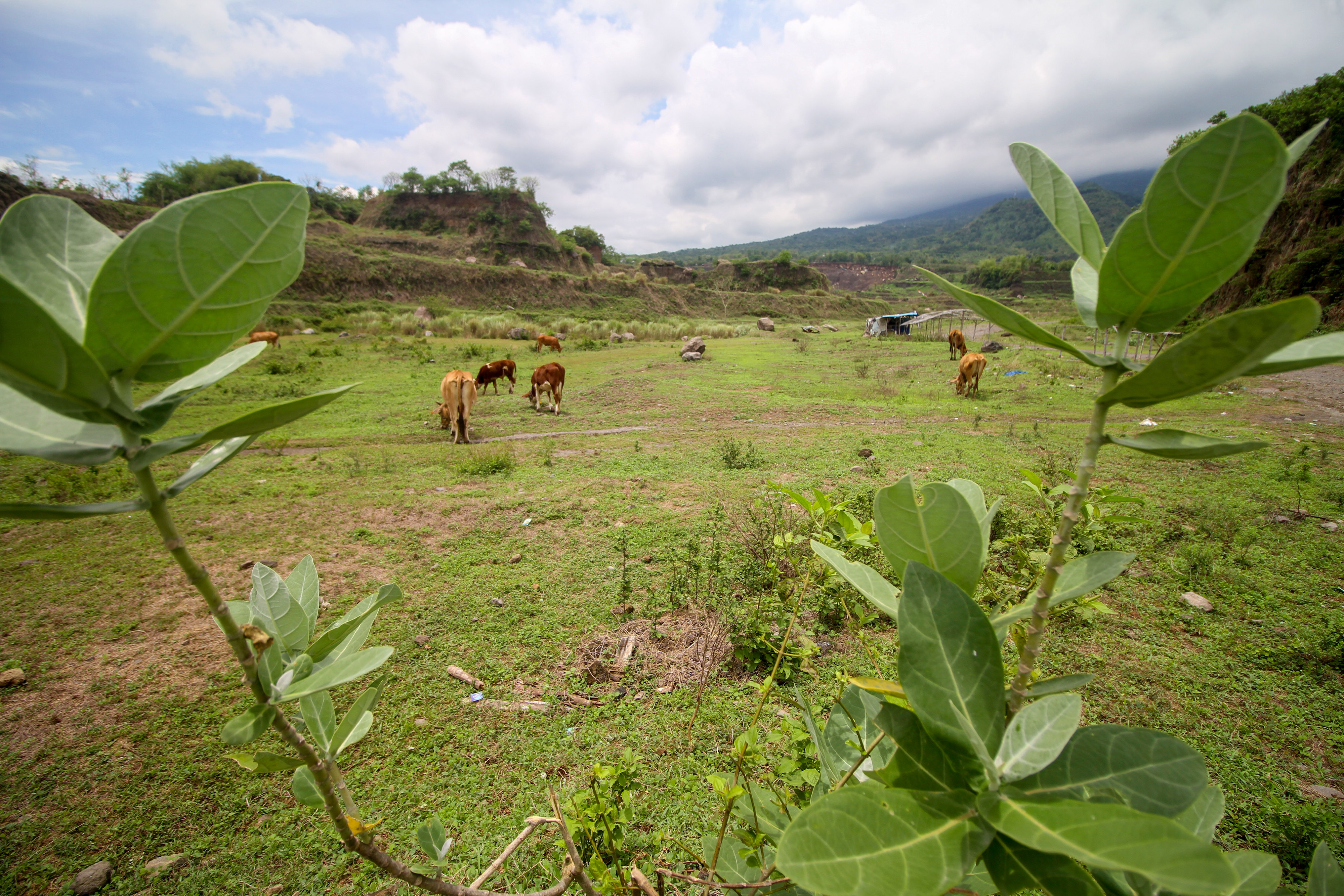 Peternakan sapi masih dengan cara tradisional.