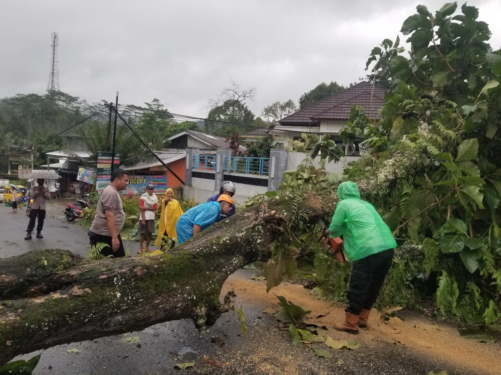 Dua Rumah di Wonosobo Rusak Tertimpa Pohon Tumbang