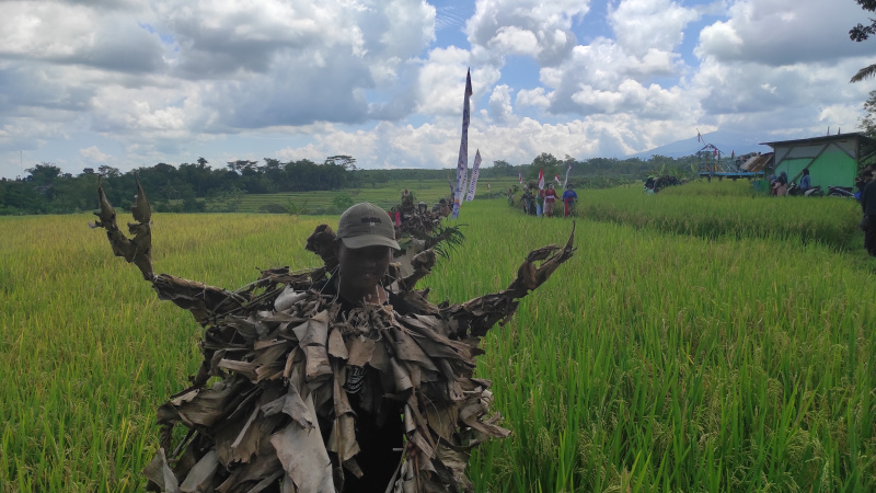 Panen Raya Padi Organik