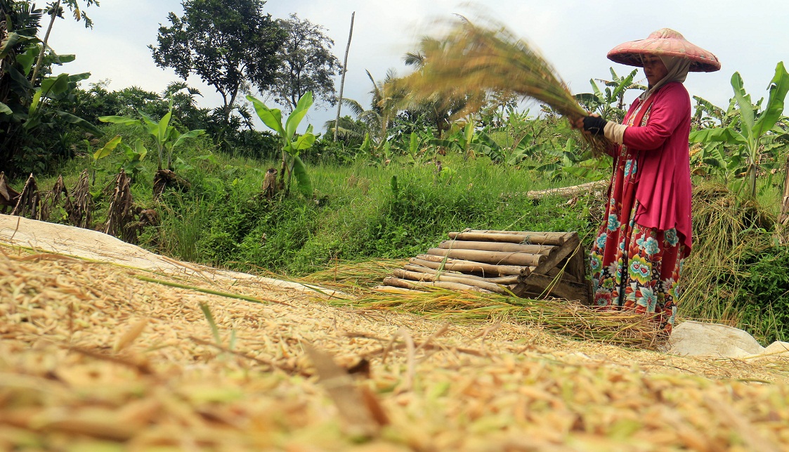 Klaten Masuki Panen Raya, Harga Beras Berangsur Turun