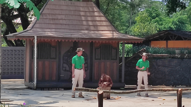 Kunjungan ke objek wisata Solo Safari membeludak 