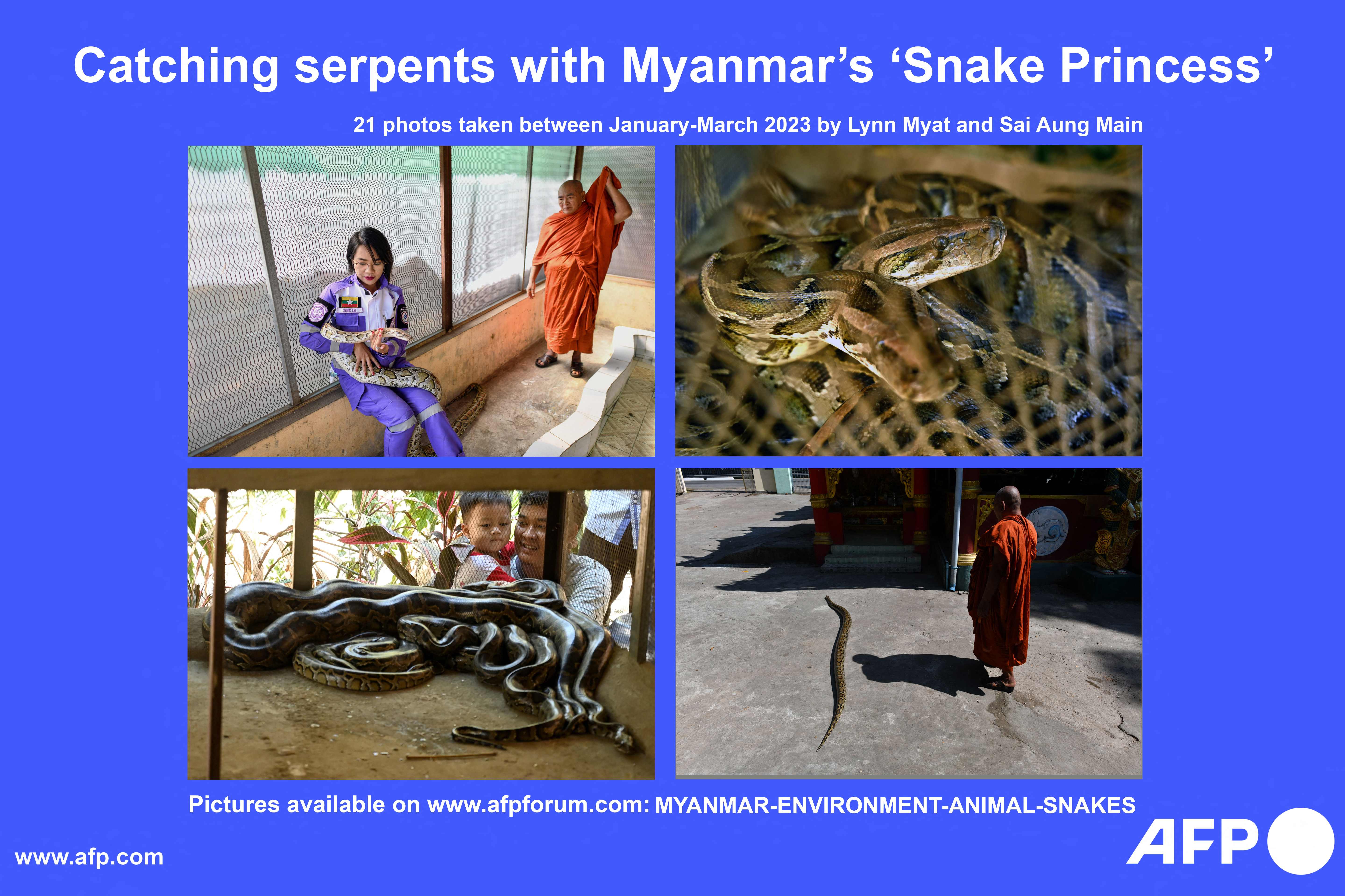 Tampilan esai foto aktivitas tim pemburu ular di Myanmar sepanjang Januari-Maret 2023