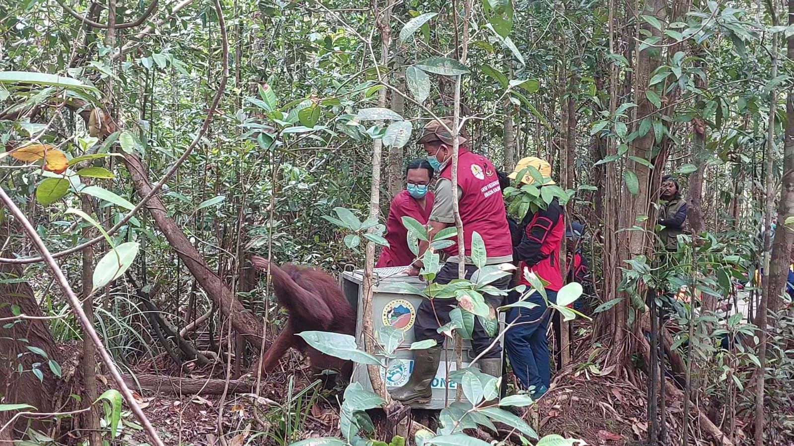 Pelepasliaran satu individu orang utan di Kawasan Hutan Desa Nipah Kuning, Kalbar.