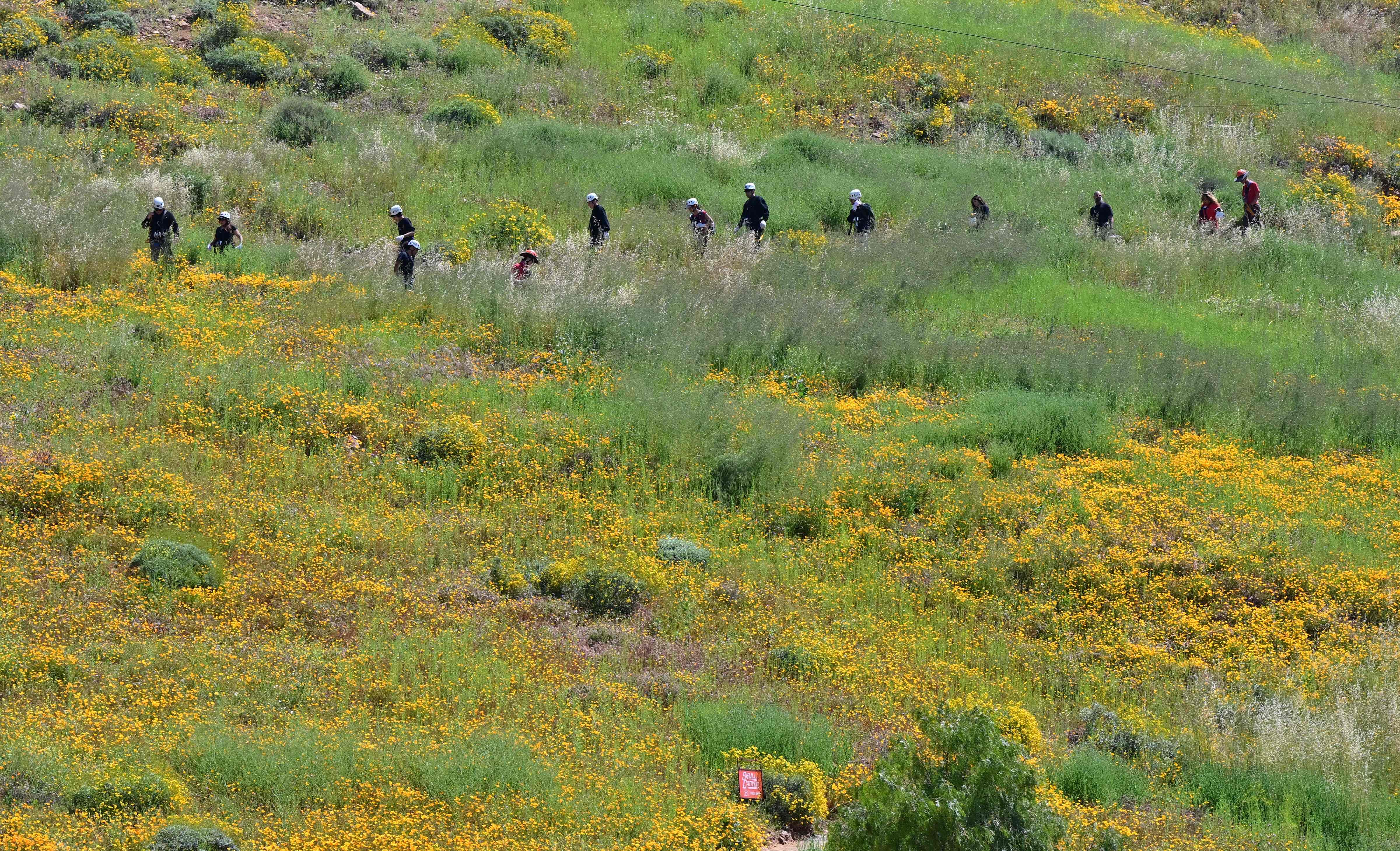 Para wisatawan menikmati hamparan bunga yang bermekaran di California