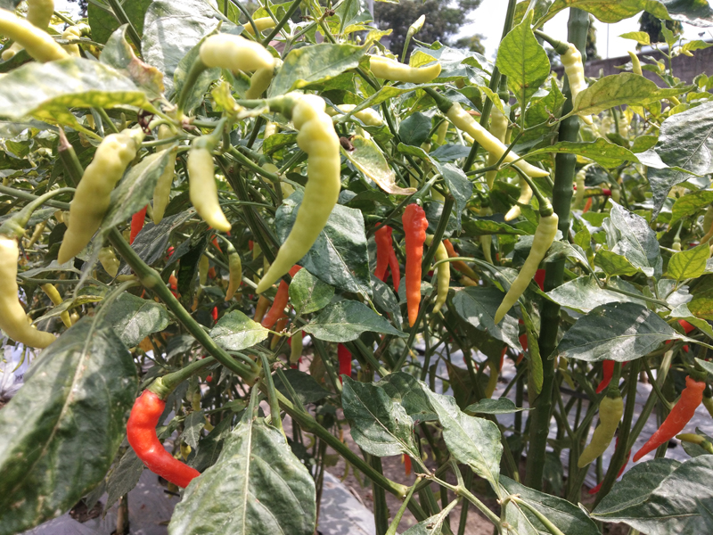 Tanaman cabai