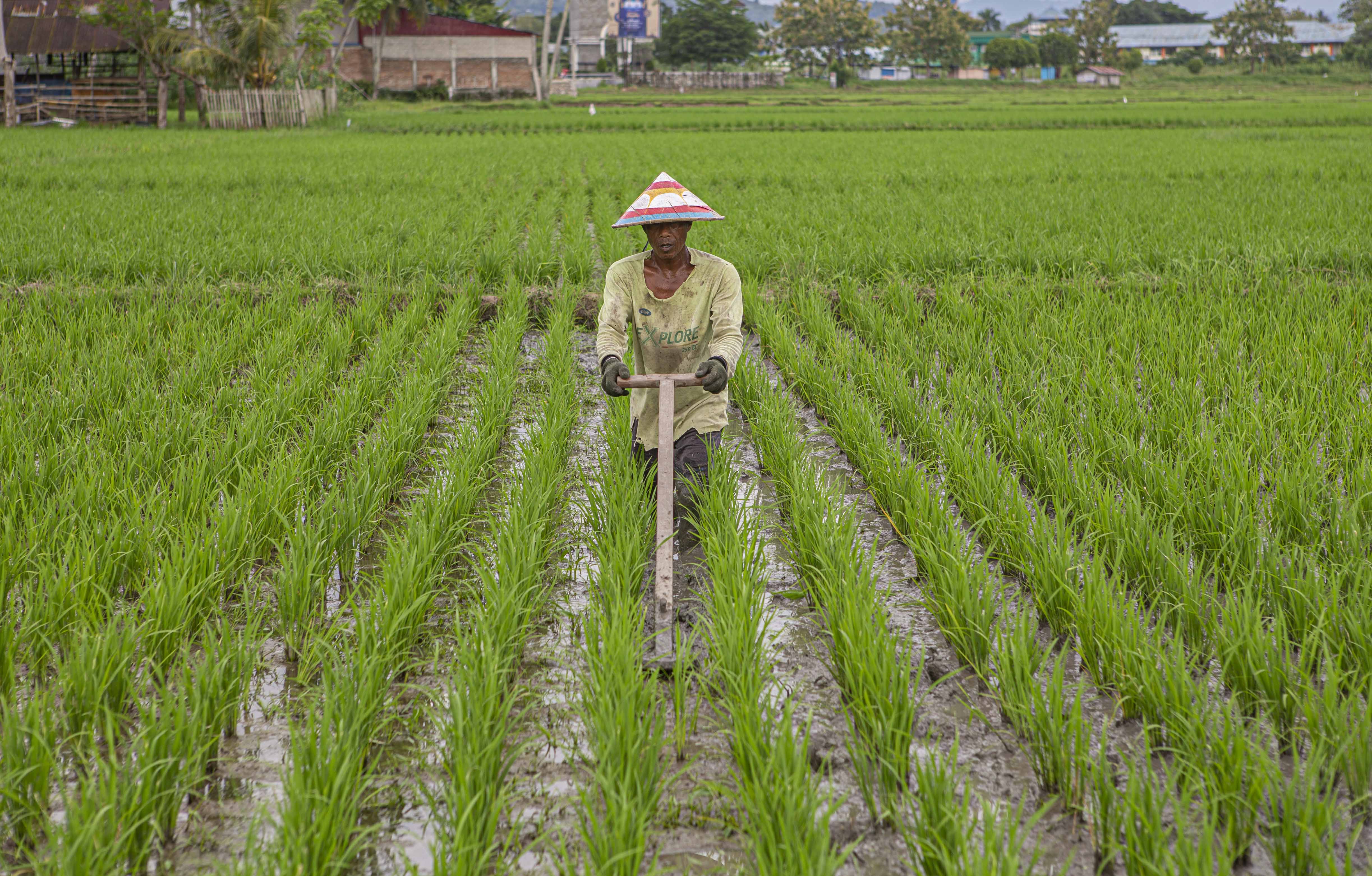 Seorang petani tengah bekerja di area demplot di Gorontalo