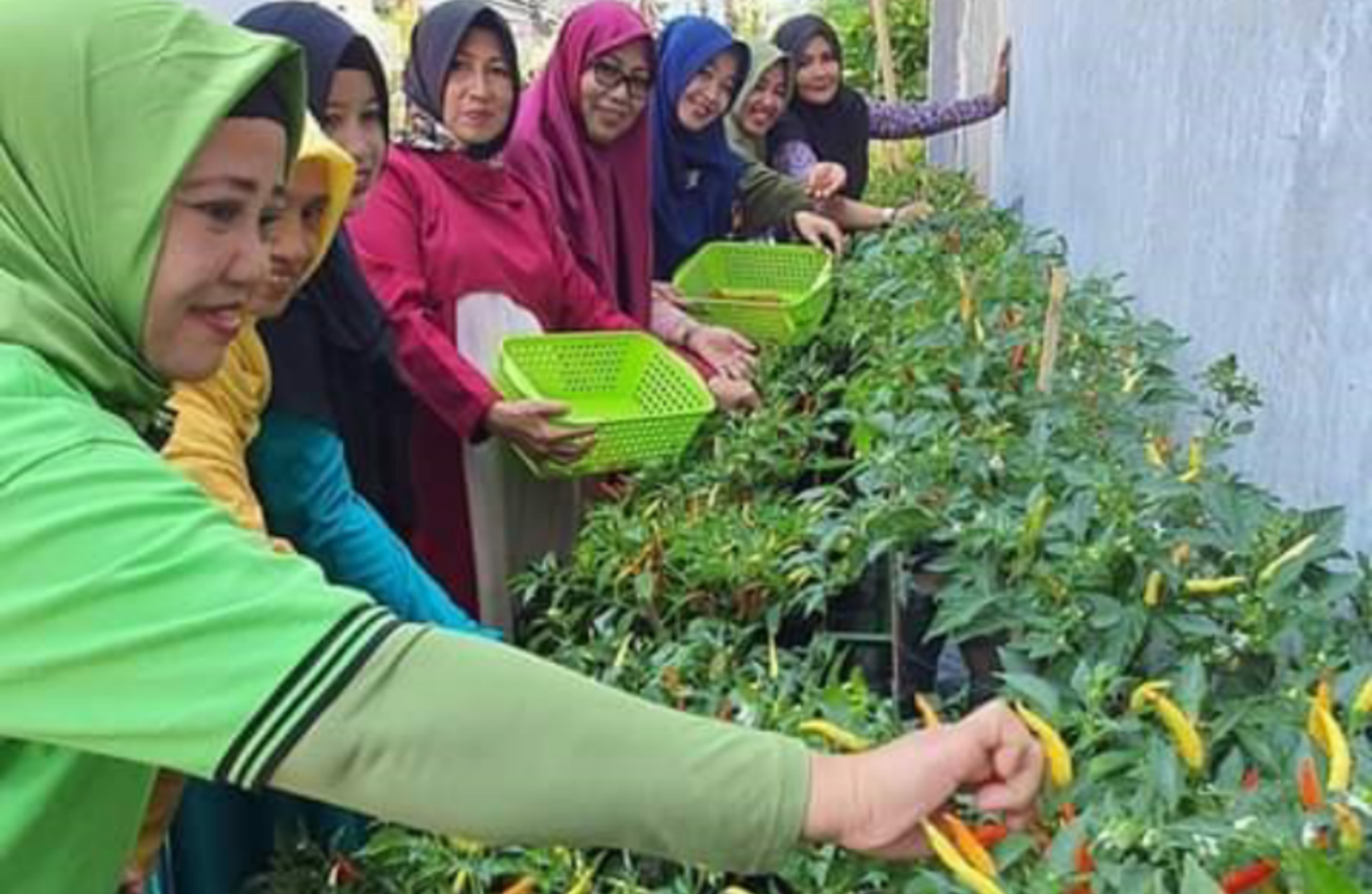 Sejumlah ibu memetik hasil panen cabai di pekarangan