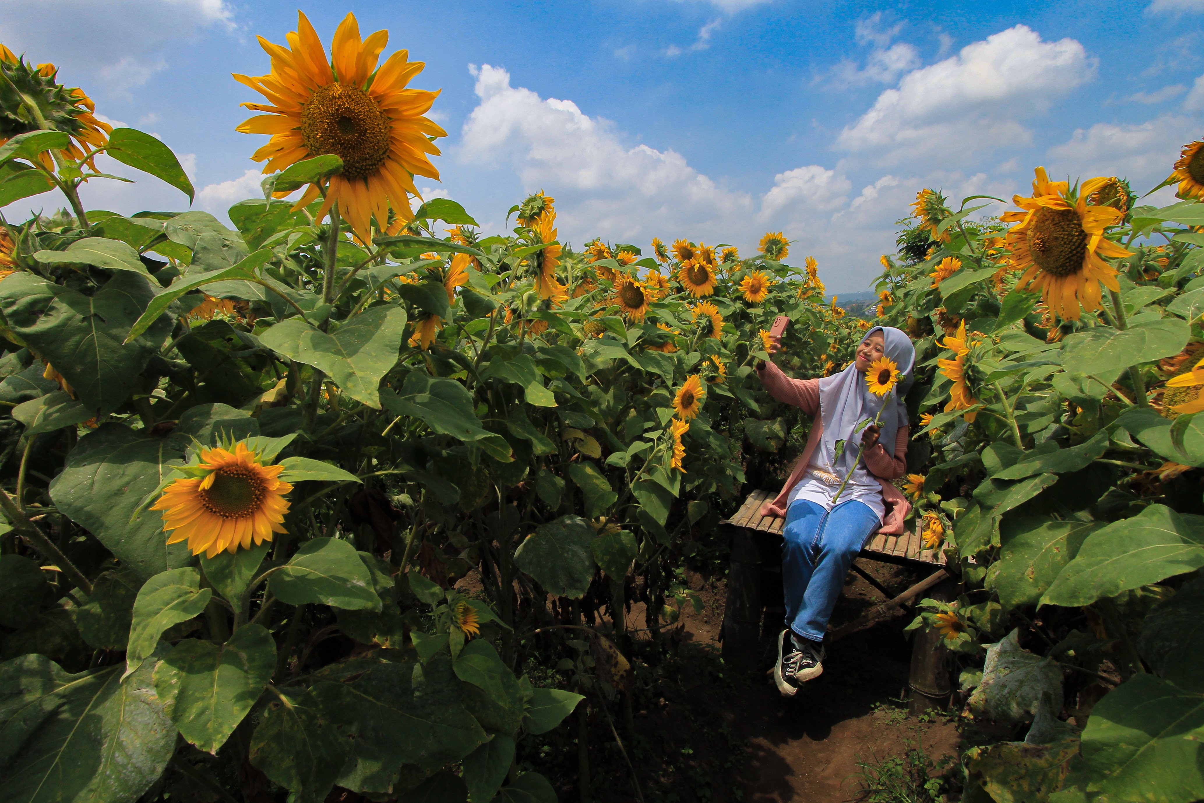 Pengunjung berfoto dengan latar belakang Ladang Bunga Matahari di Pandanrejo, Bumiaji, Batu, Jawa Timur,