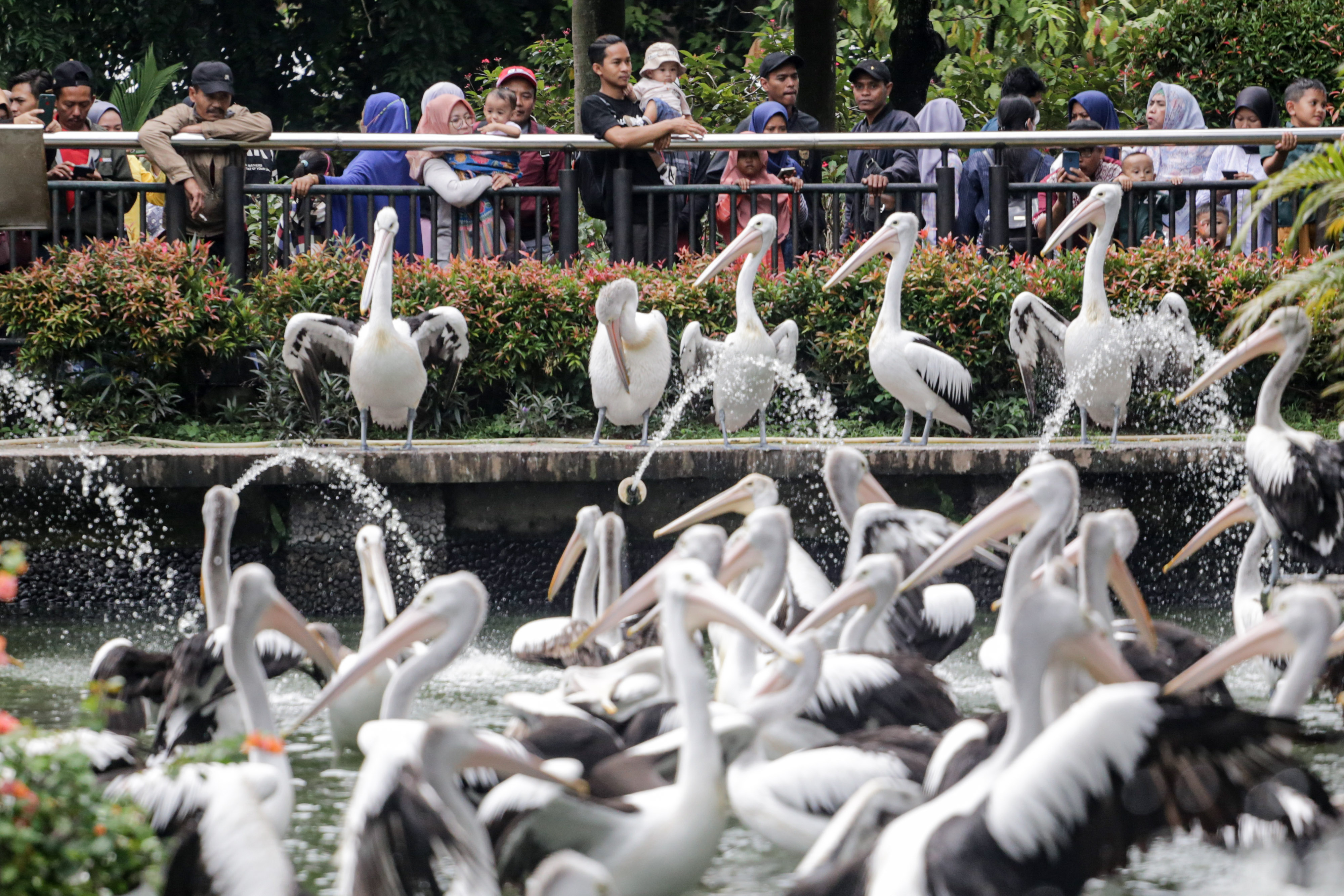 Sejumlah pengunjung melihat pelican di Taman Margasatwa Ragunan, Jakarta
