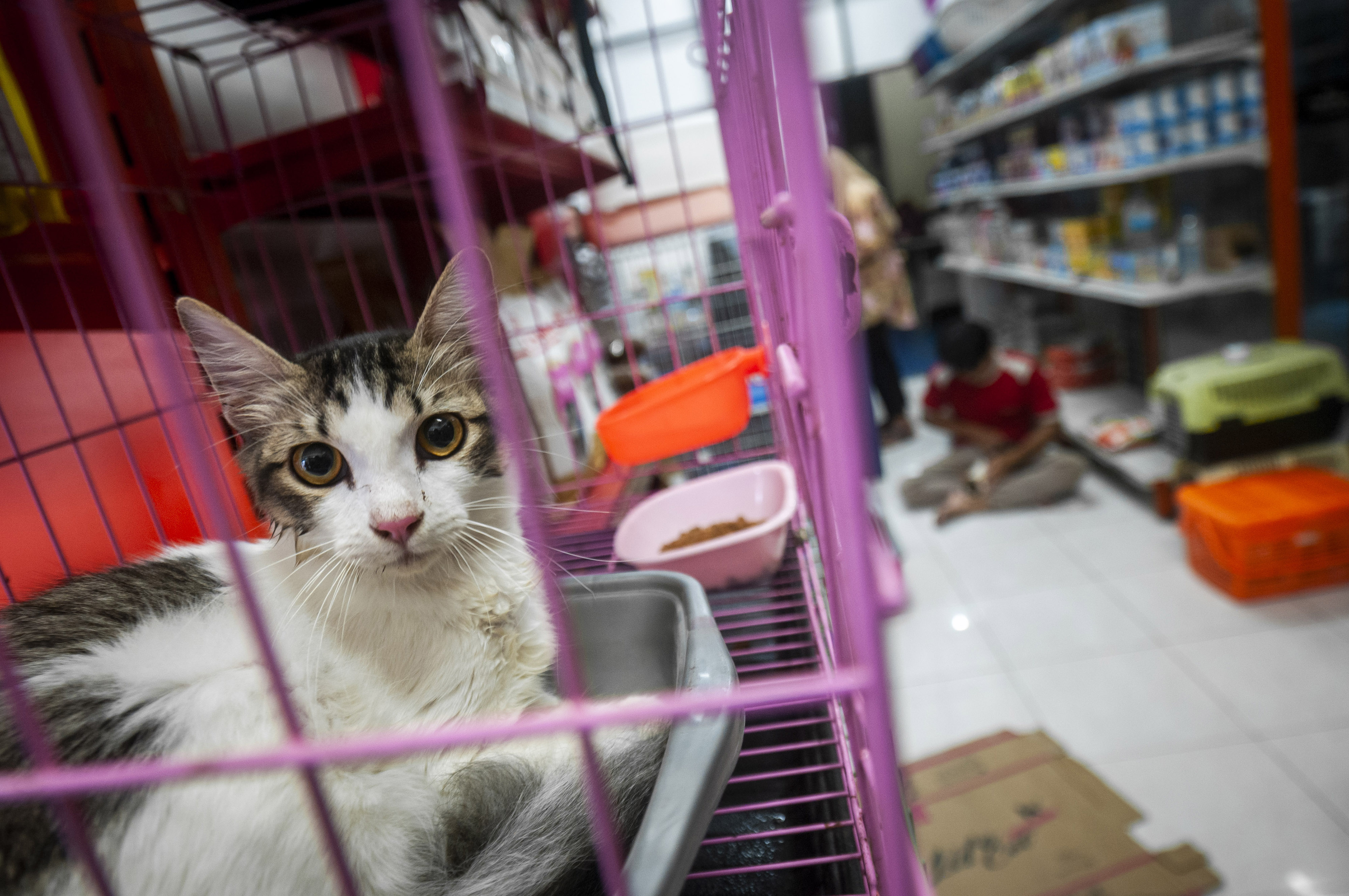 Ilustrasi usaha jasa penitipan hewan.