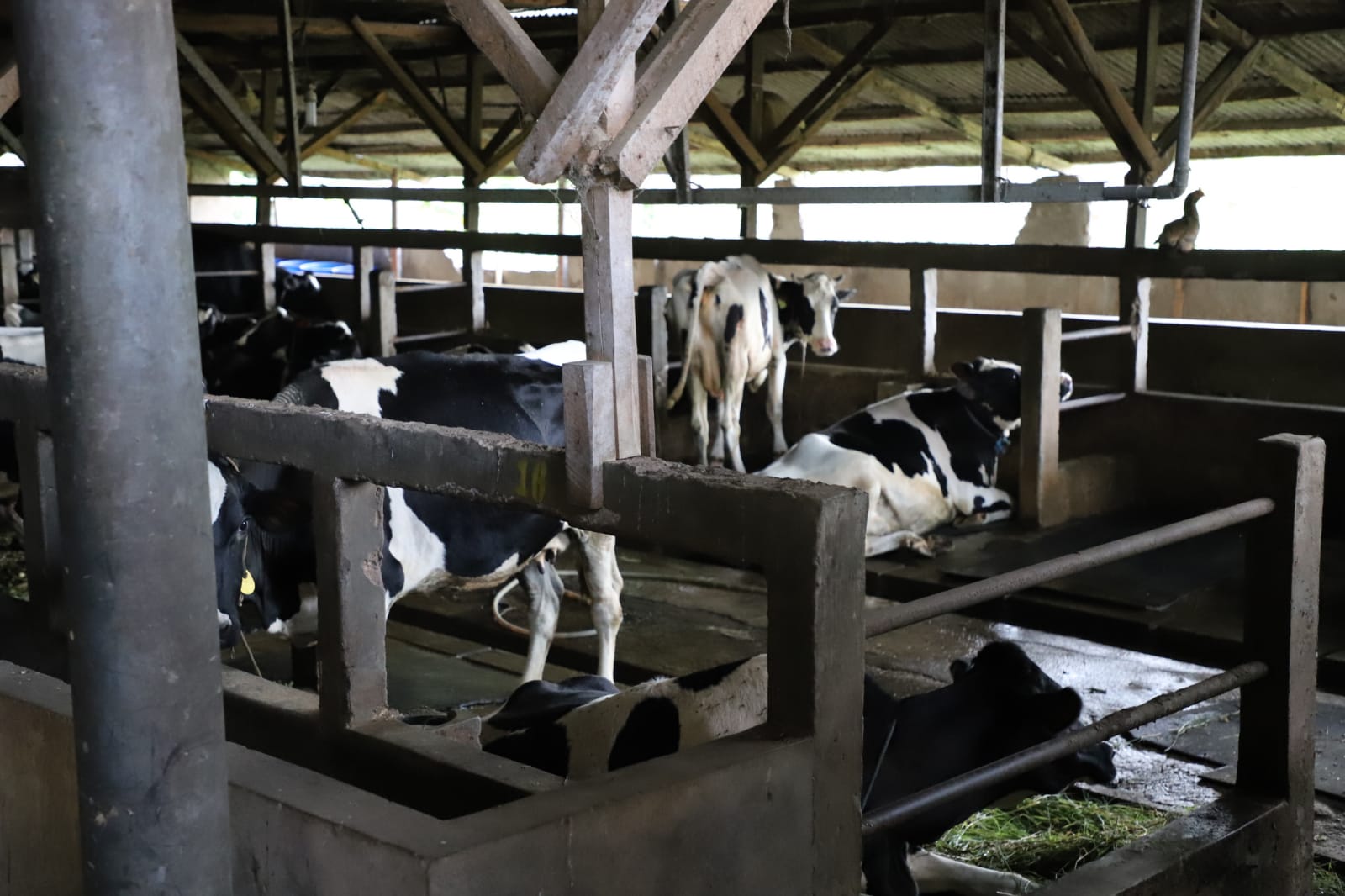 Ilustrasi hewan ternak di Garut