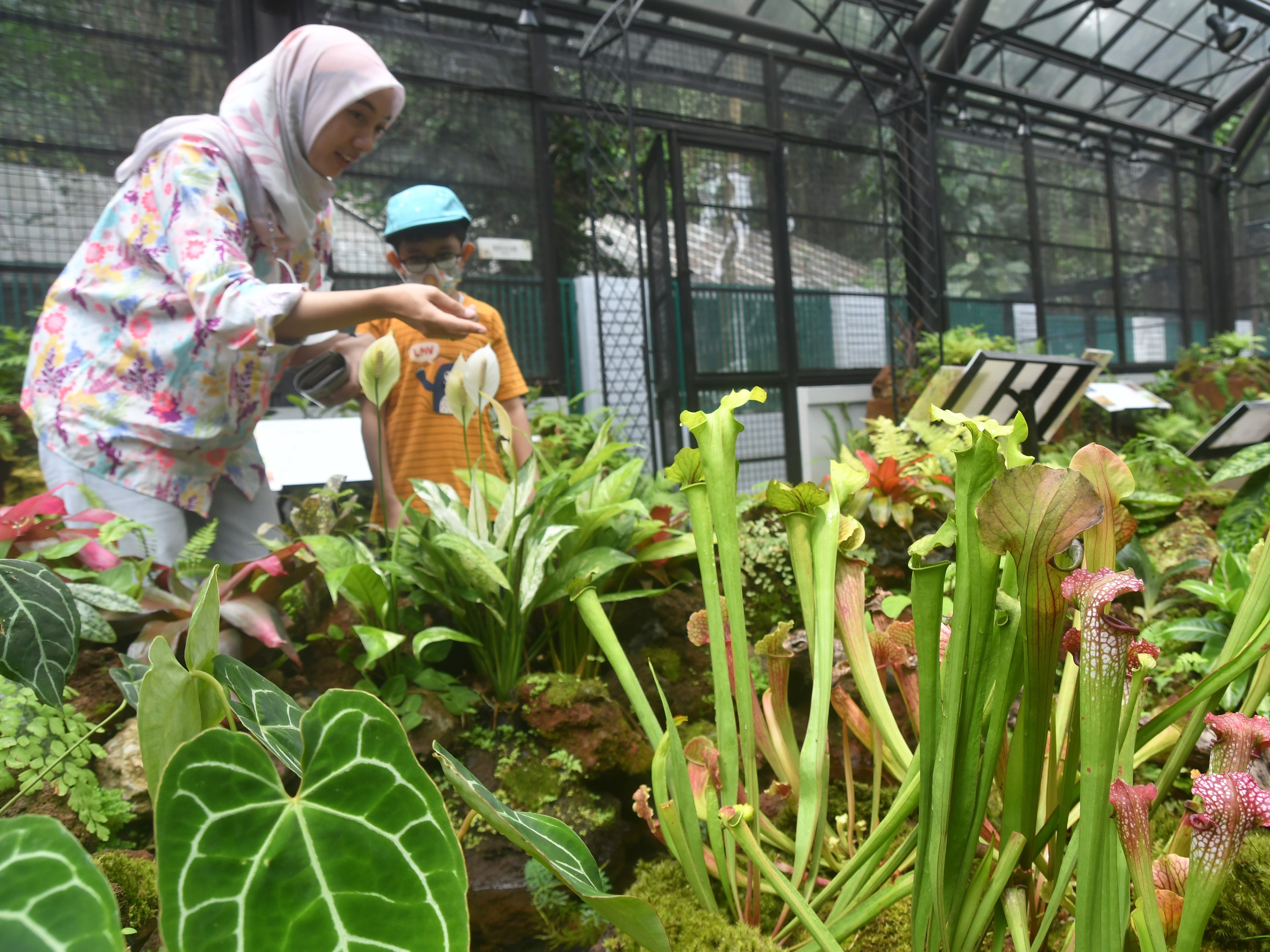 Pengunjung mengamati salah satu koleksi tumbuhan kantong semar (Nepenthes) di Taman Nepenthes, Kebun Raya Bogor, Jawa Barat.