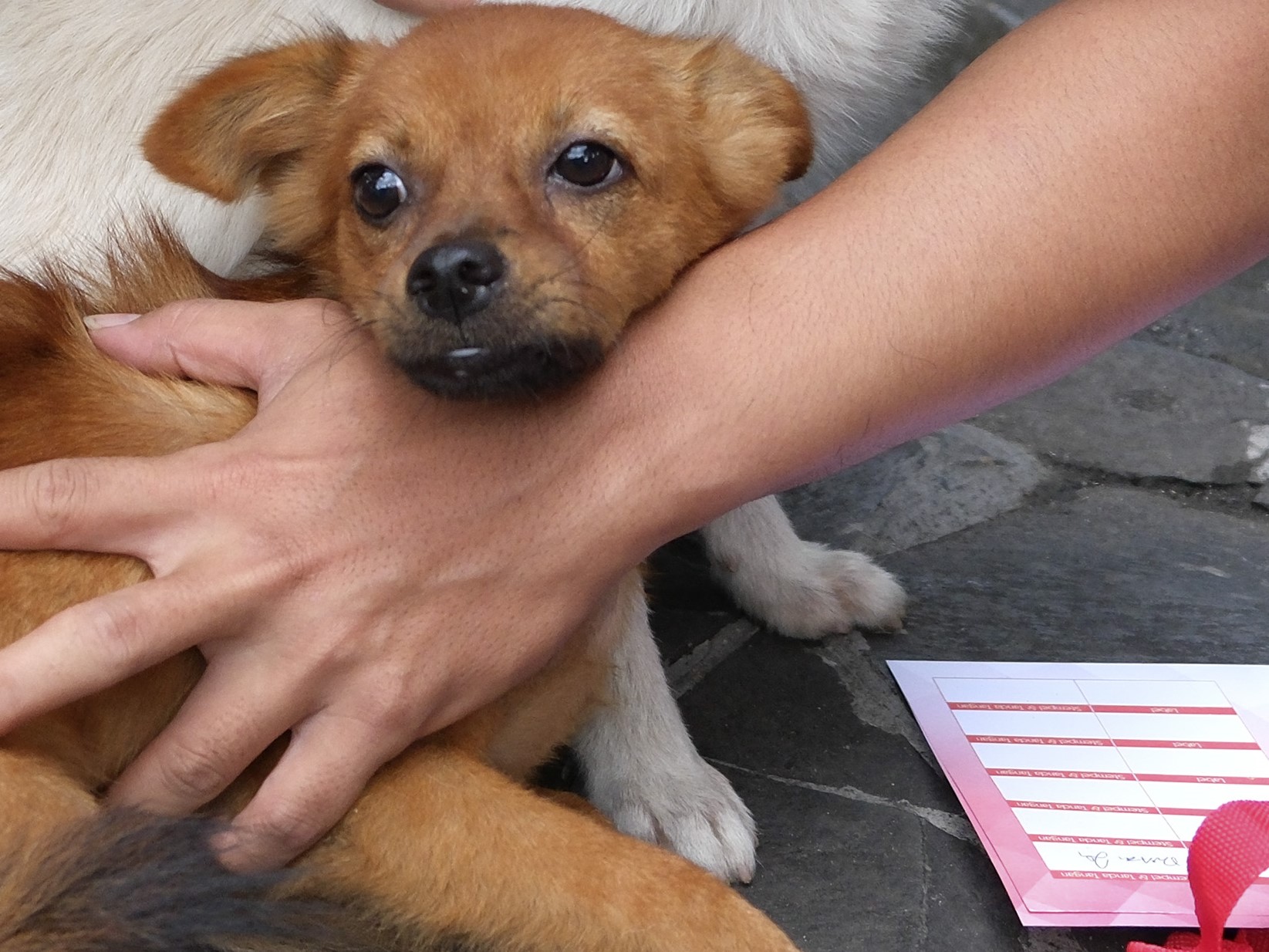 Kisah Abdullah bin Jakfar Kagumi Budak Beri Makan Anjing Kelaparan