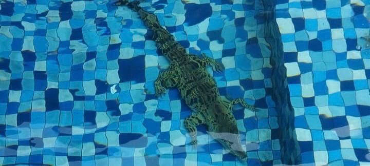 Seekor Buaya ditemukan lepas di kolam renang milik seorang warga yang bermukim di kawasan Jalan Saraswati Ujung, Kecamatan Kebayoran Baru