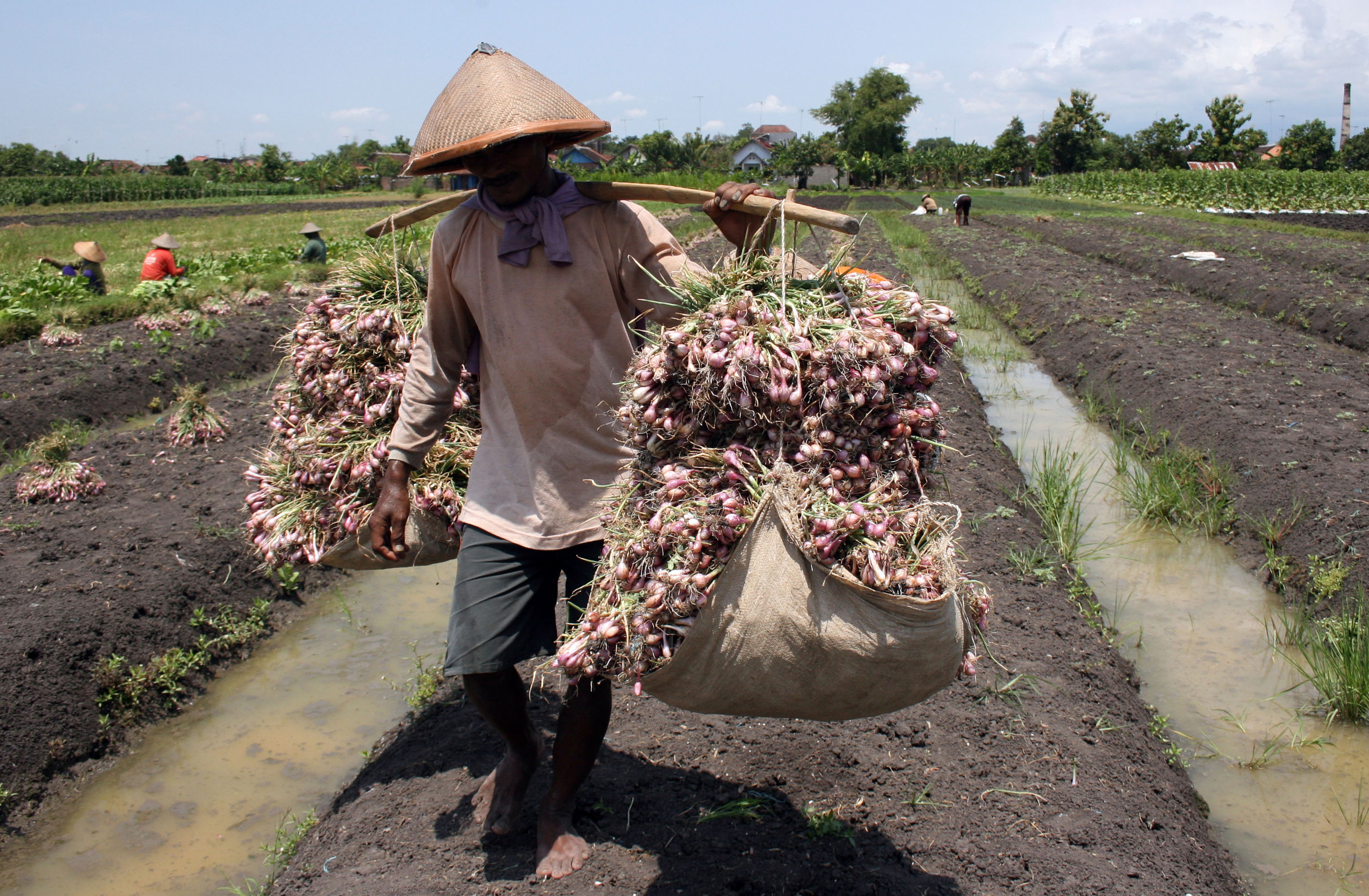 Seorang petani mengakut hasil panen bawang merah