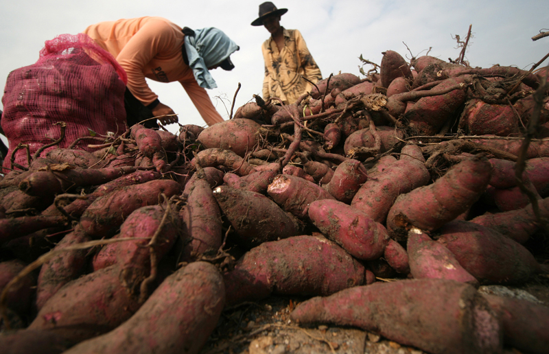 Ilustrasi - Ubi jalar memiliki banyak manfaat dan nutrisi
