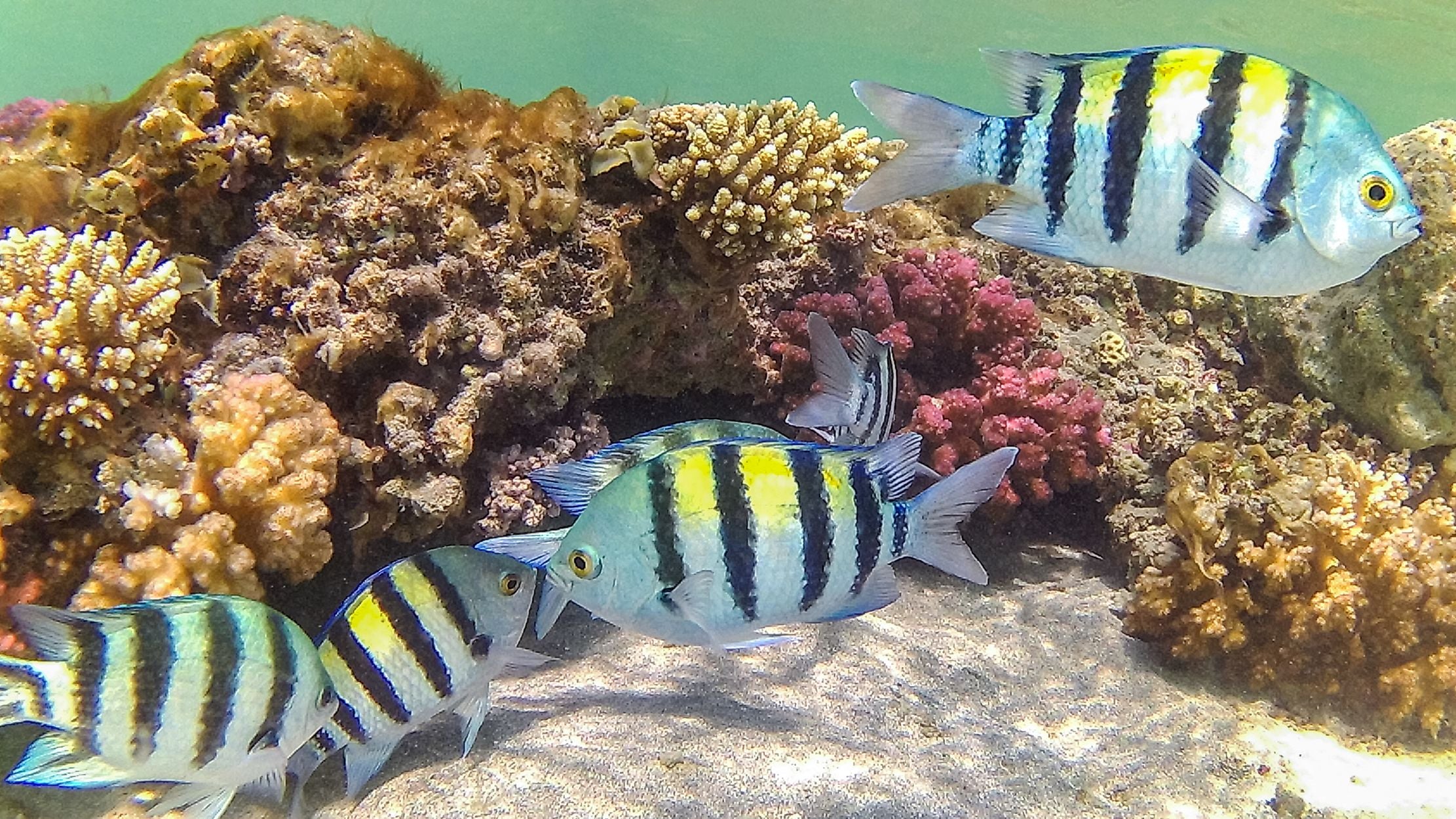 Masalah terumbu karang juga disebut dalam buku kontroversial mengenai perubahan iklim terbitan Heartland Institute