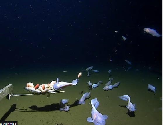Snailfish di Palung Izu-Ogasawara, selatan Jepang
