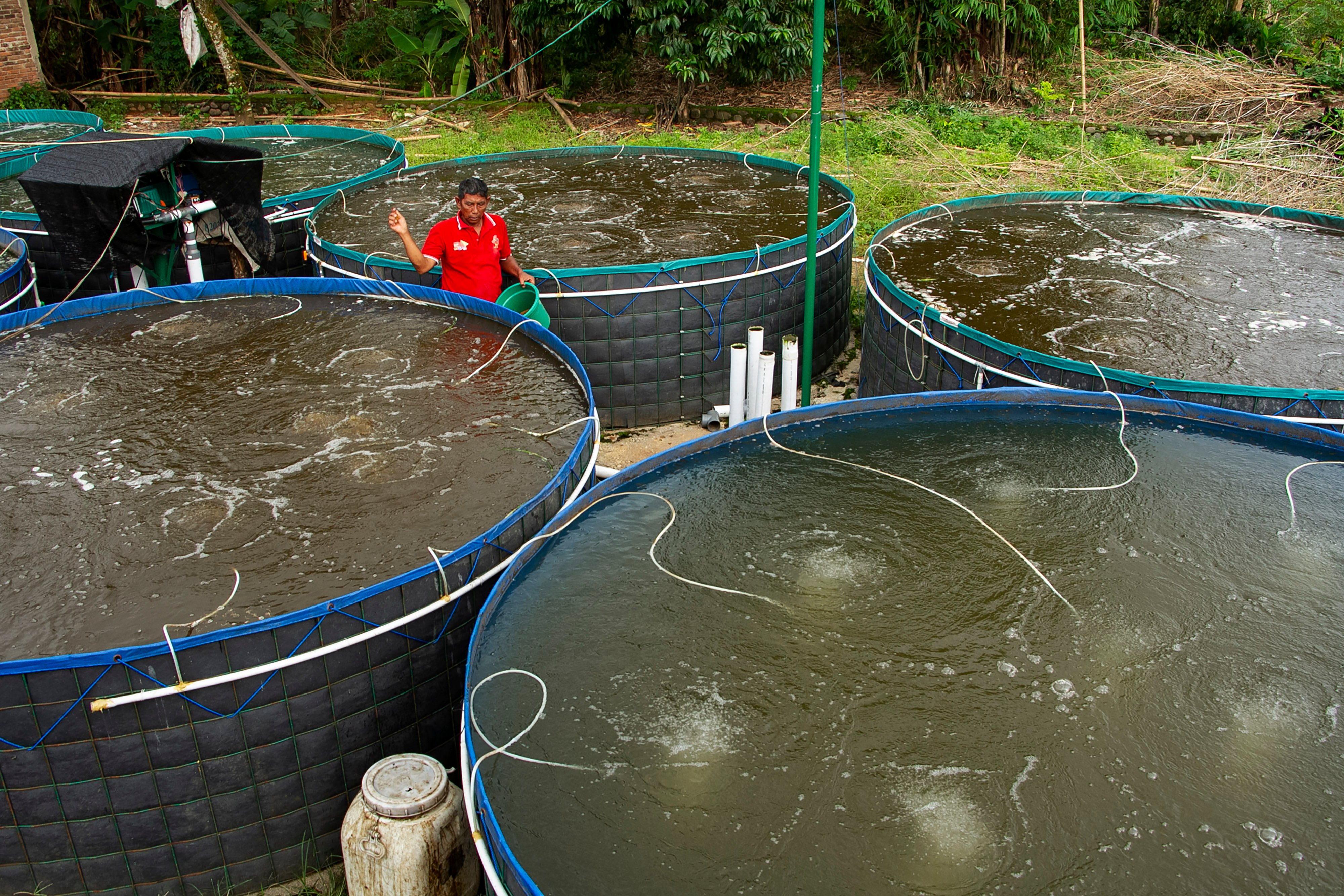  Warga memberi makan ikan nila miliknya yang dibudidaya dengan sistem bioflok.