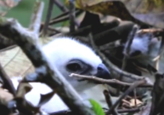 Bayi elang jawa yang ditemukan di area gunung Salak.