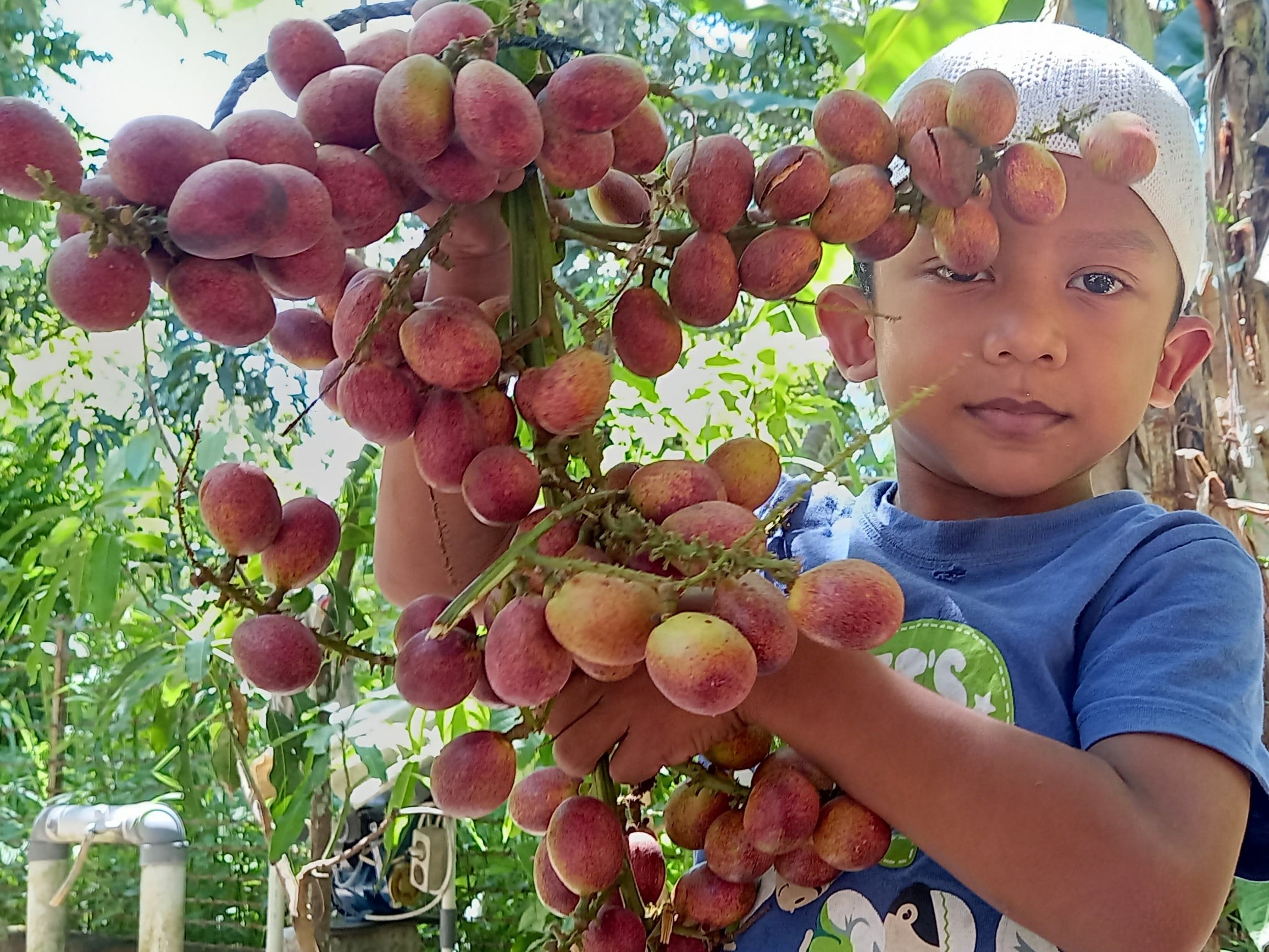 Seorang anak memegang buah matoa yang baru dipetik dari kebun di Desa Blang Garot, Kecamatan Indrajaya, Kabupaten Pidie, Aceh, pekan lalu.