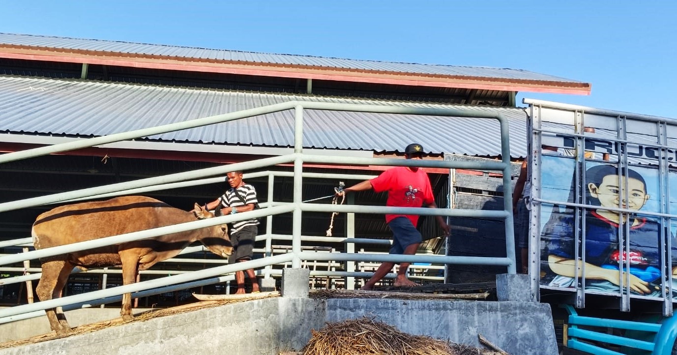 Sejumlah peternak di NTT menaikan sapi ke atas truk