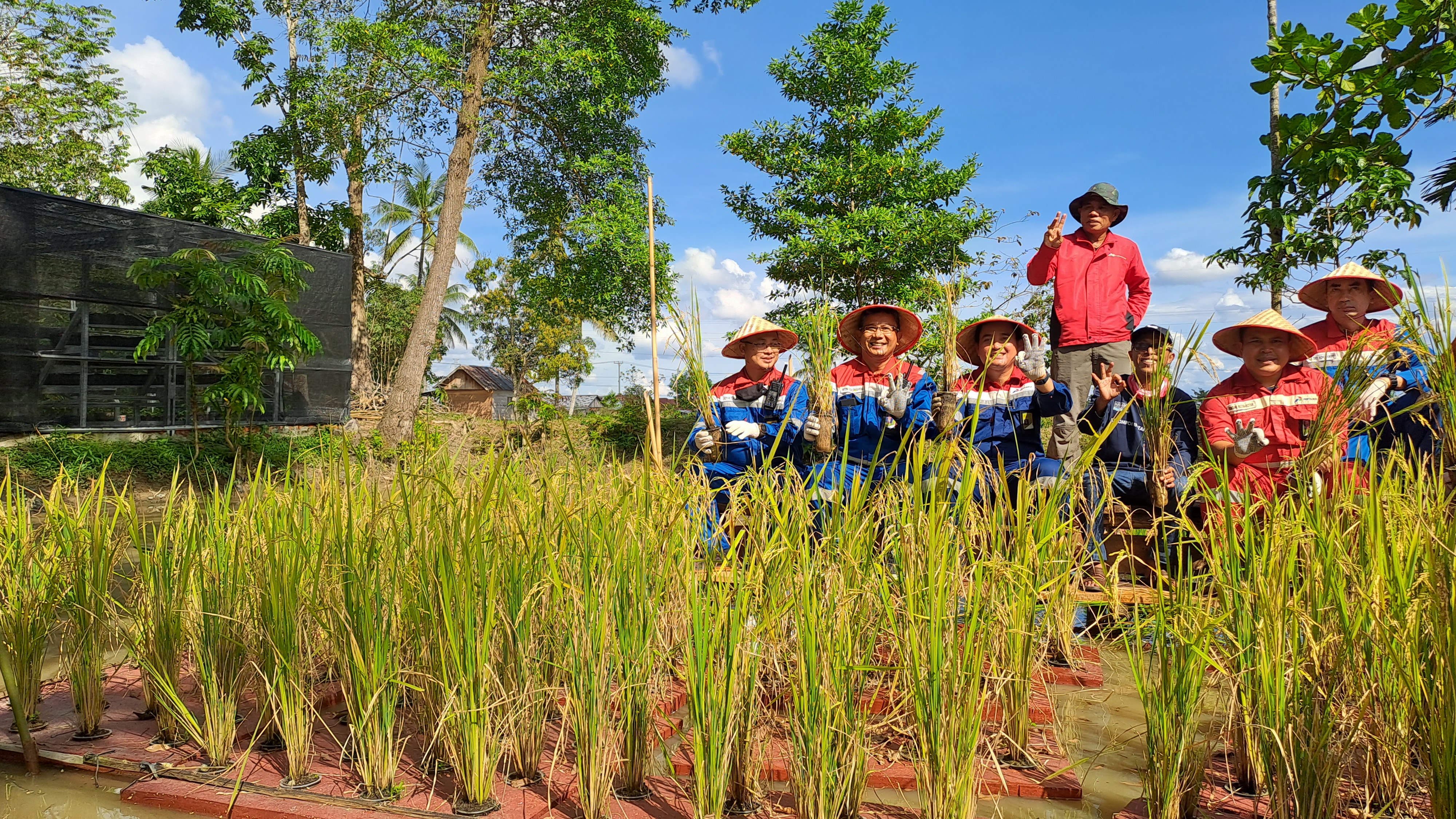 Petani dan pendamping melakukan panen padi apung di Kabupaten Banyuasin, Sumatra Selatan.