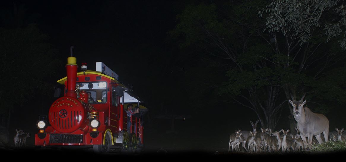 Safari Malam di Taman Safari Indonesia (TSI) Bogor, Cisarua, Indonesia menghadirkan Safari Malam untuk para pengunjung.