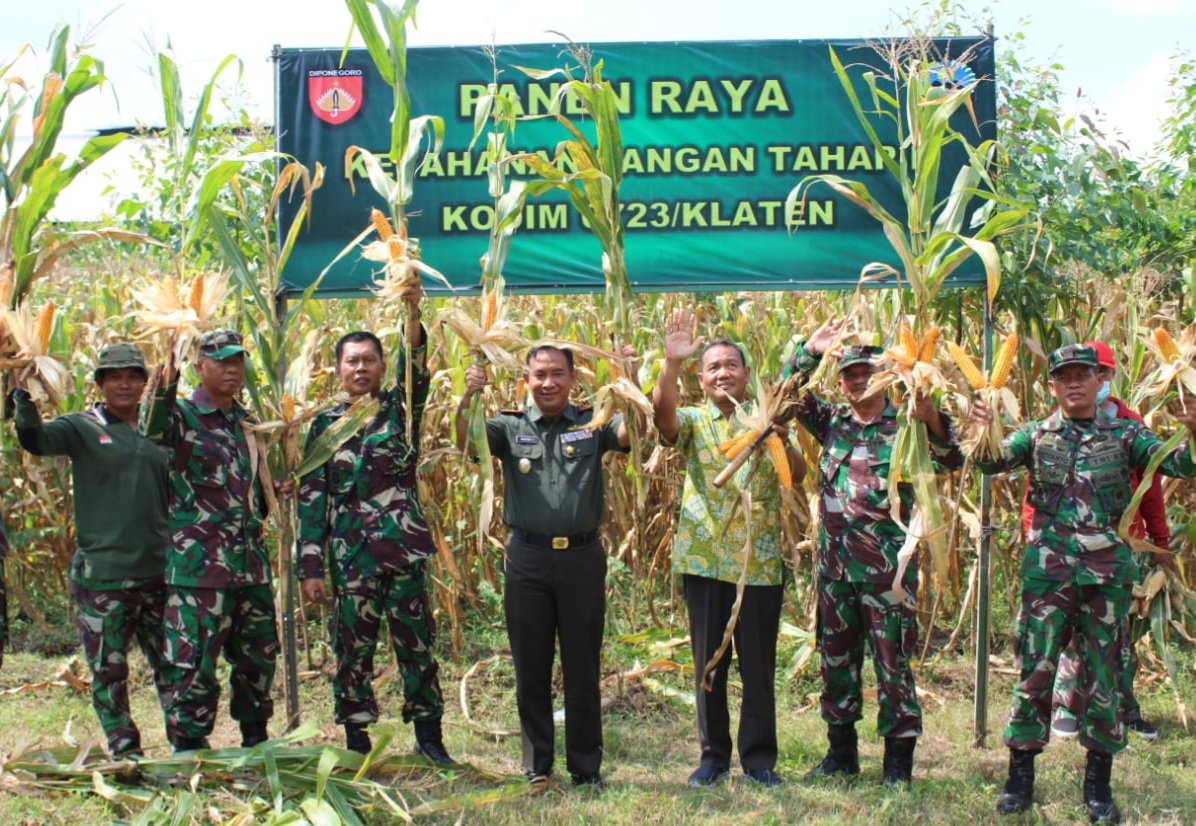 Dandim 0723 Klaten Letkol Czi Bambang Setyo Triwibowo panen raya jagung di  Desa Karangan, Kecamatan Karanganom.