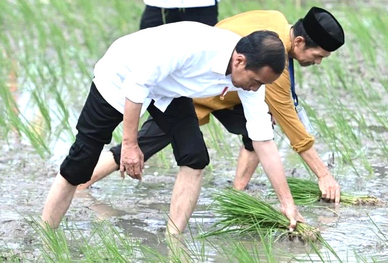 Presiden Joko Widodo menanam padi di Tuban, Jawa Timur, Kamis (6/4).