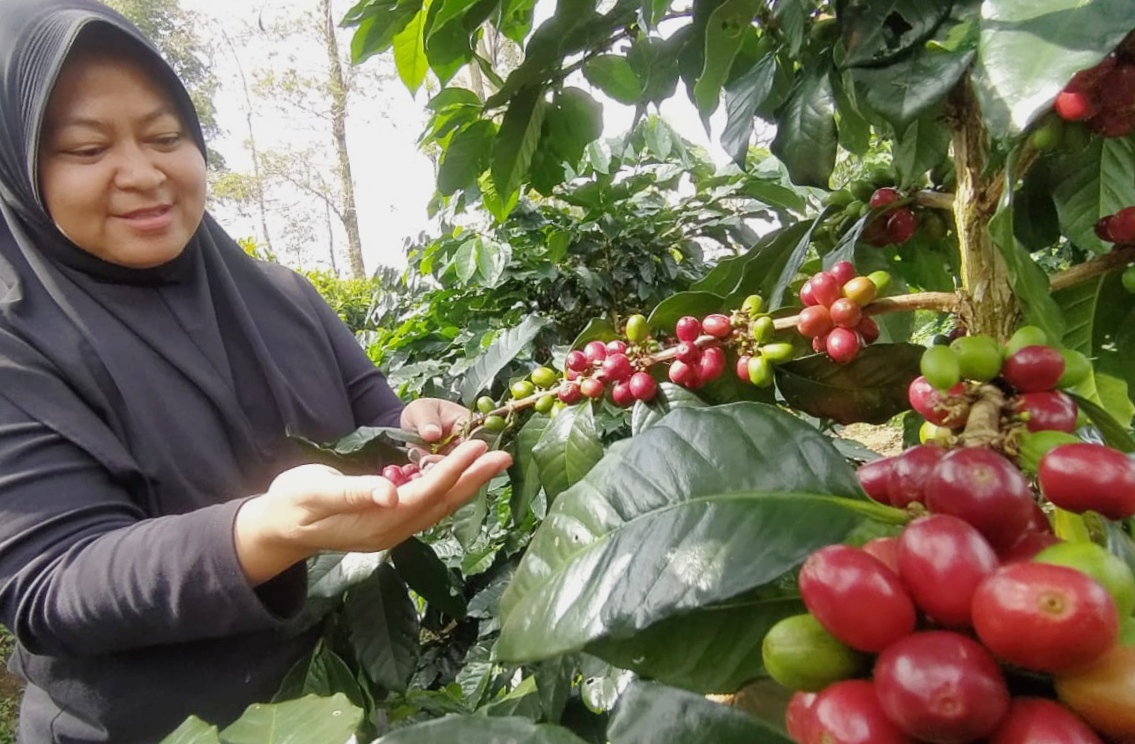 Ramadan Ceria, Panen Kopi di Sindangkerta Melimpah, Bersiap Ekspor ke Amerika