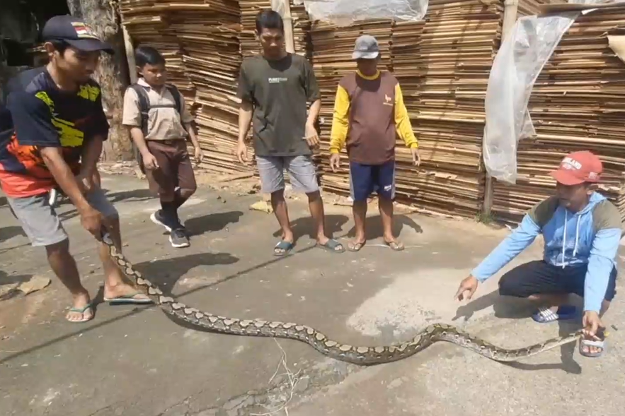 Warga menangkap ular piton.