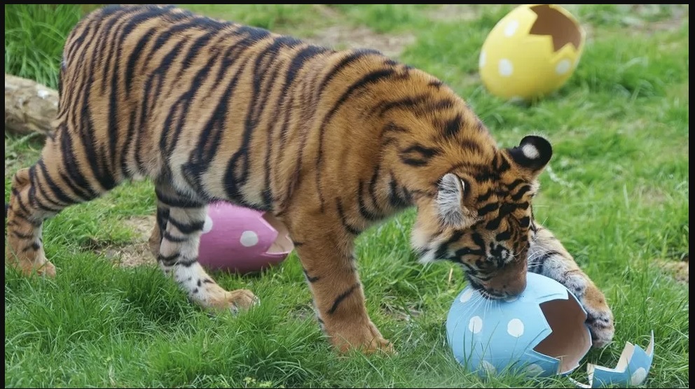 Hewan di Kebun Binatang London Nikmati Suguhan Telur Paskah