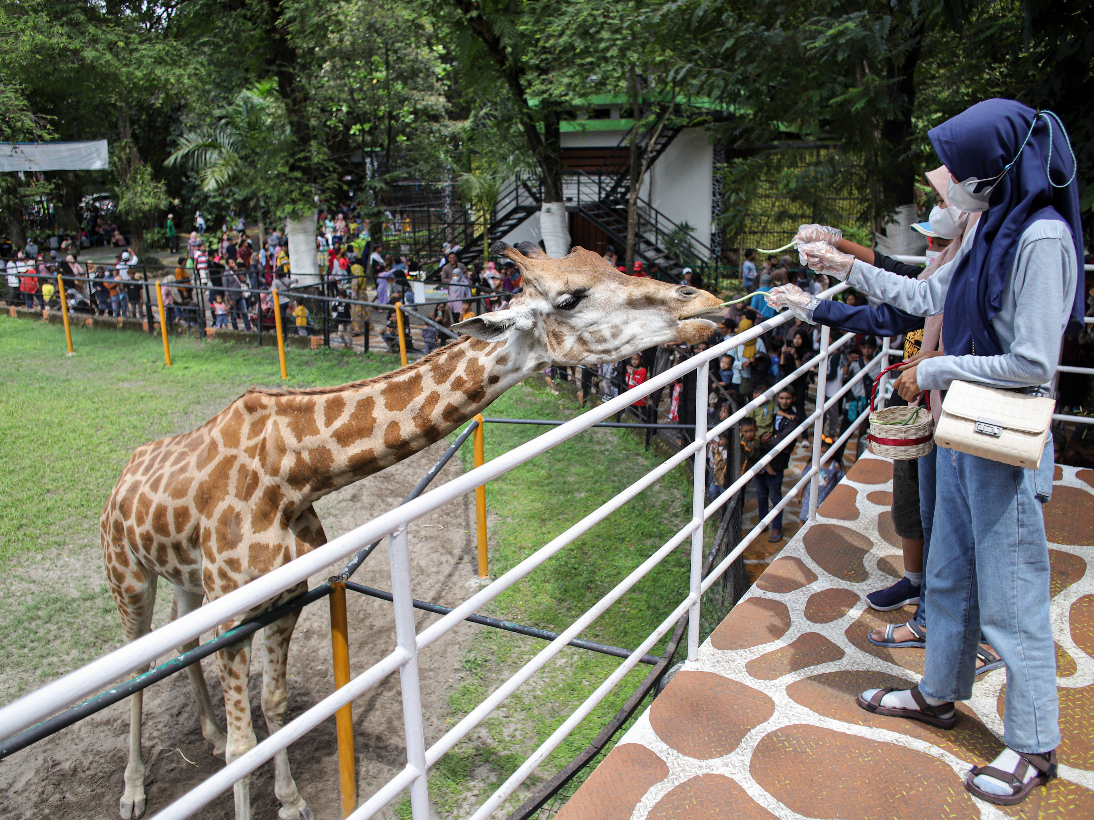Pengunjung memberi makan jerapah di Kebun Binatang Surabaya (KBS), Surabaya, Jawa Timur, Minggu (1/1/2023).
