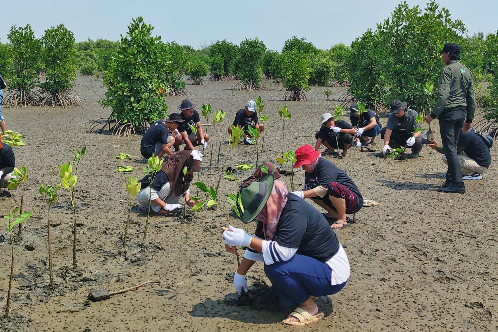 GMP Sabuk Hijau Tanam 1.000 Bibit Mangrove di Pantai Tiris Indramayu