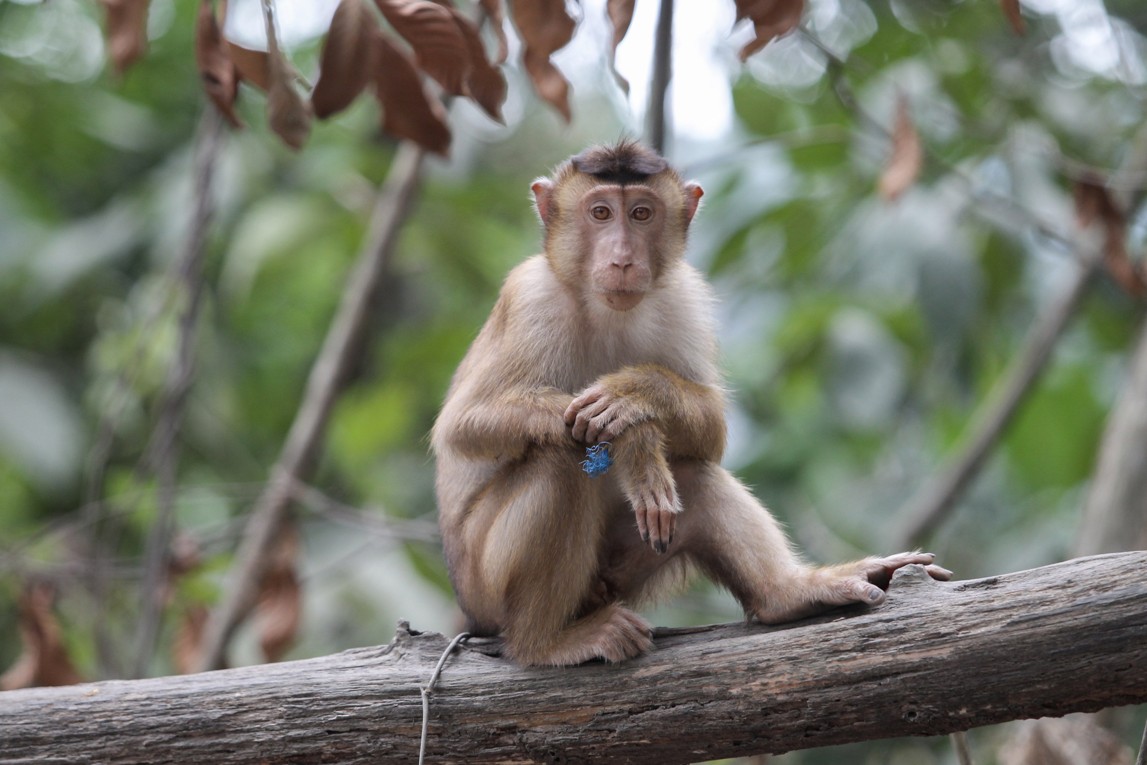  Monyet liar di hutan Kecamatan Samboja, Kutai Kartanegara, Kalimantan Timur, Jumat (30/8/2019).