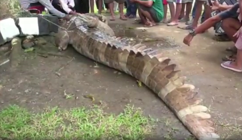 Seorang ibu dan anaknya diterkam buaya saat mencuci pakaian di pinggir sungari di Desa Tubiran, Sumut.
