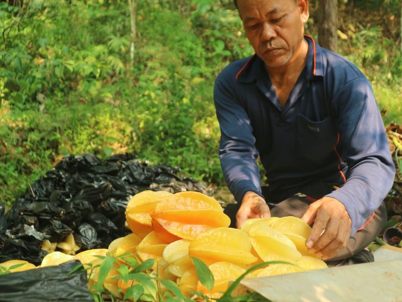 Atmaja, petani belimbing di Limo, Cinere, Depok, Jawa Barat.