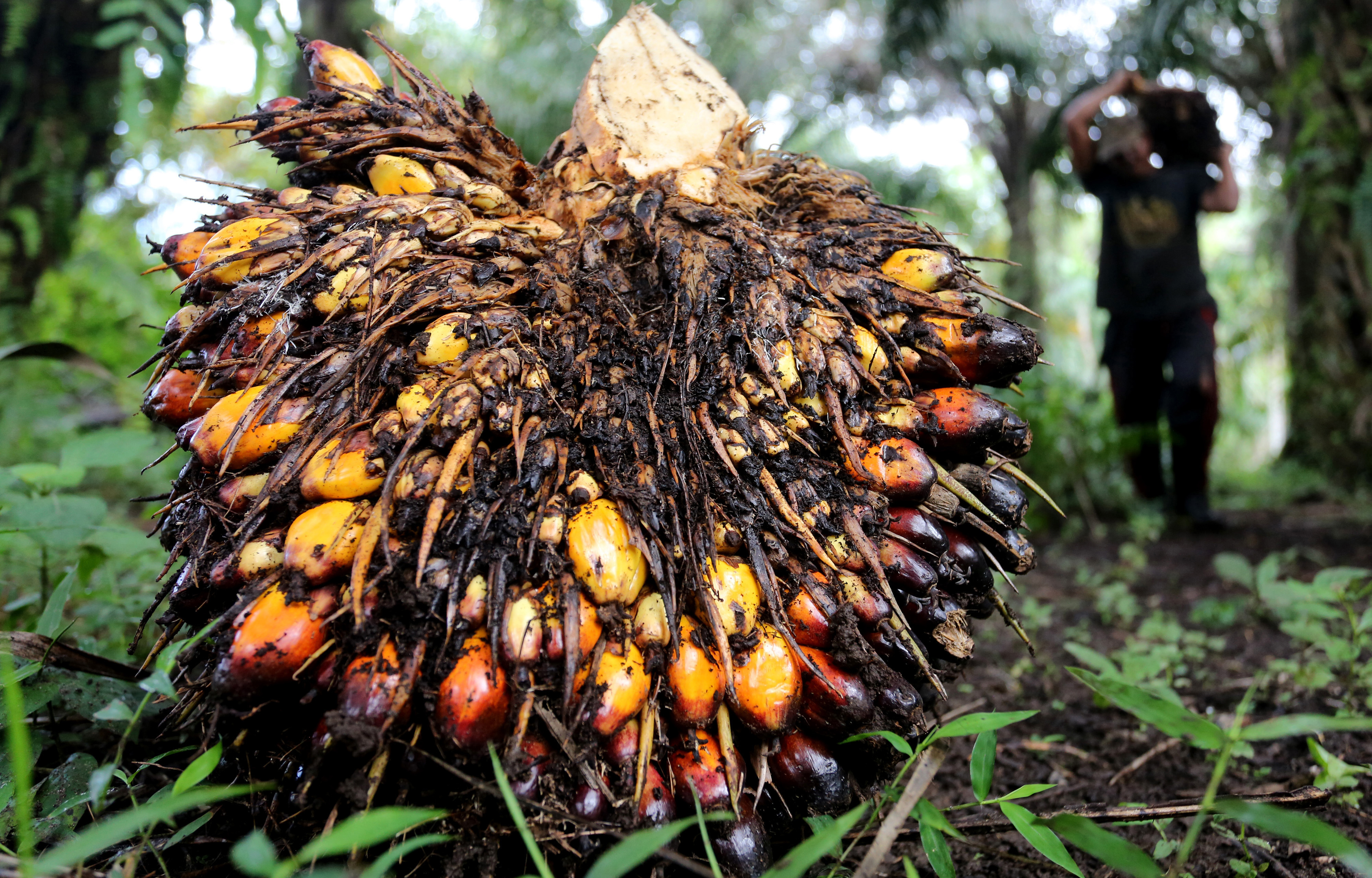 Pekerja mengangkut kelapa sawit hasil panen di Desa Pucok Lueng, Samatiga, Aceh Barat, Aceh.