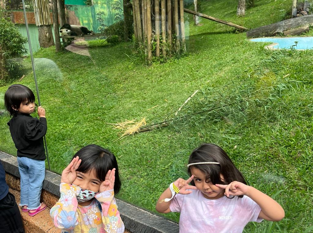 Tiongkok Gunakan Panda Sebagai Strategi Diplomasi