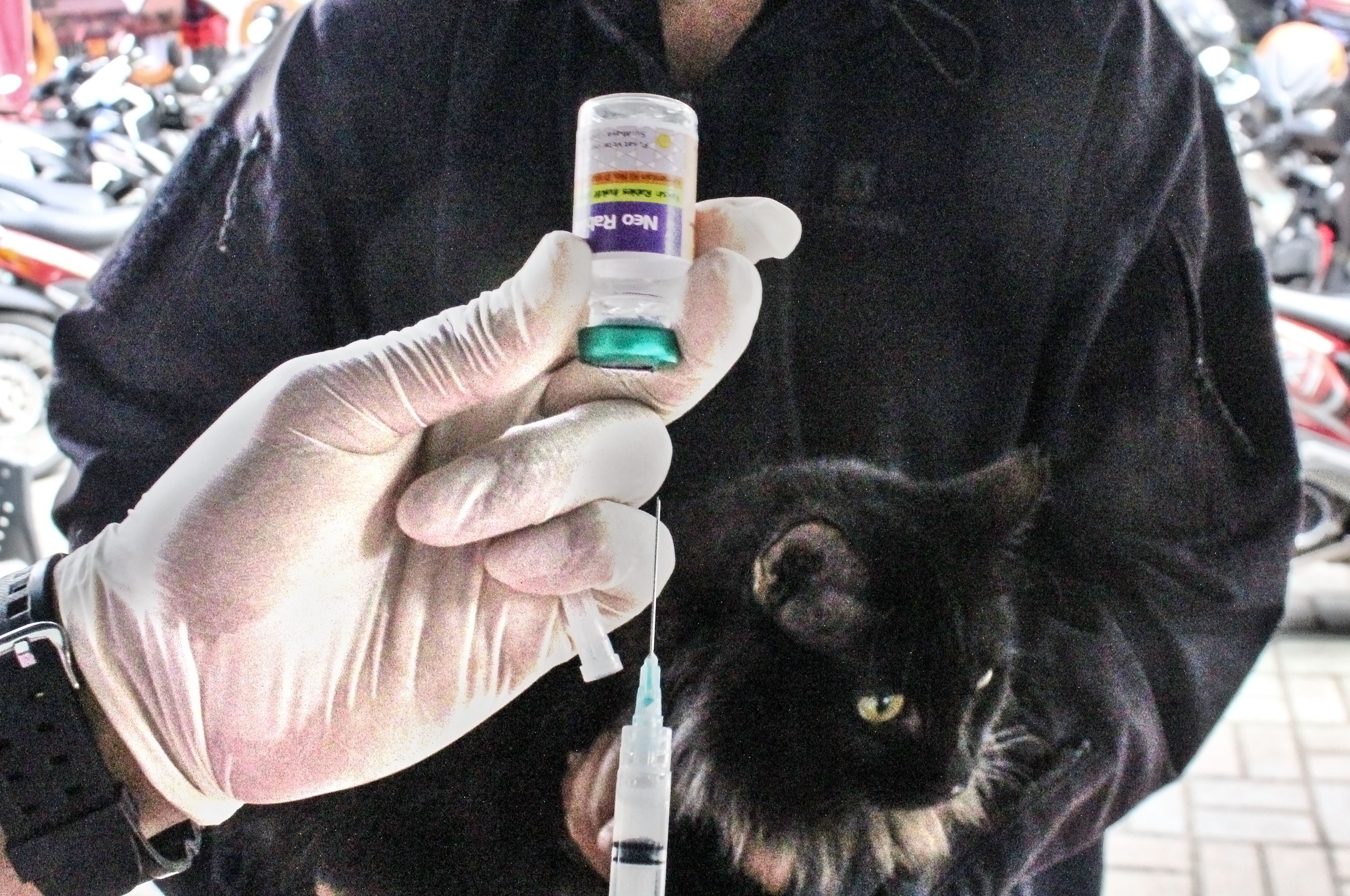 Vaksinator menyiapkan vaksin rabies untuk seekor kucing peliharaan di Kantor Kelurahan Tebet Barat, Jakarta, Kamis (24/11/2022).