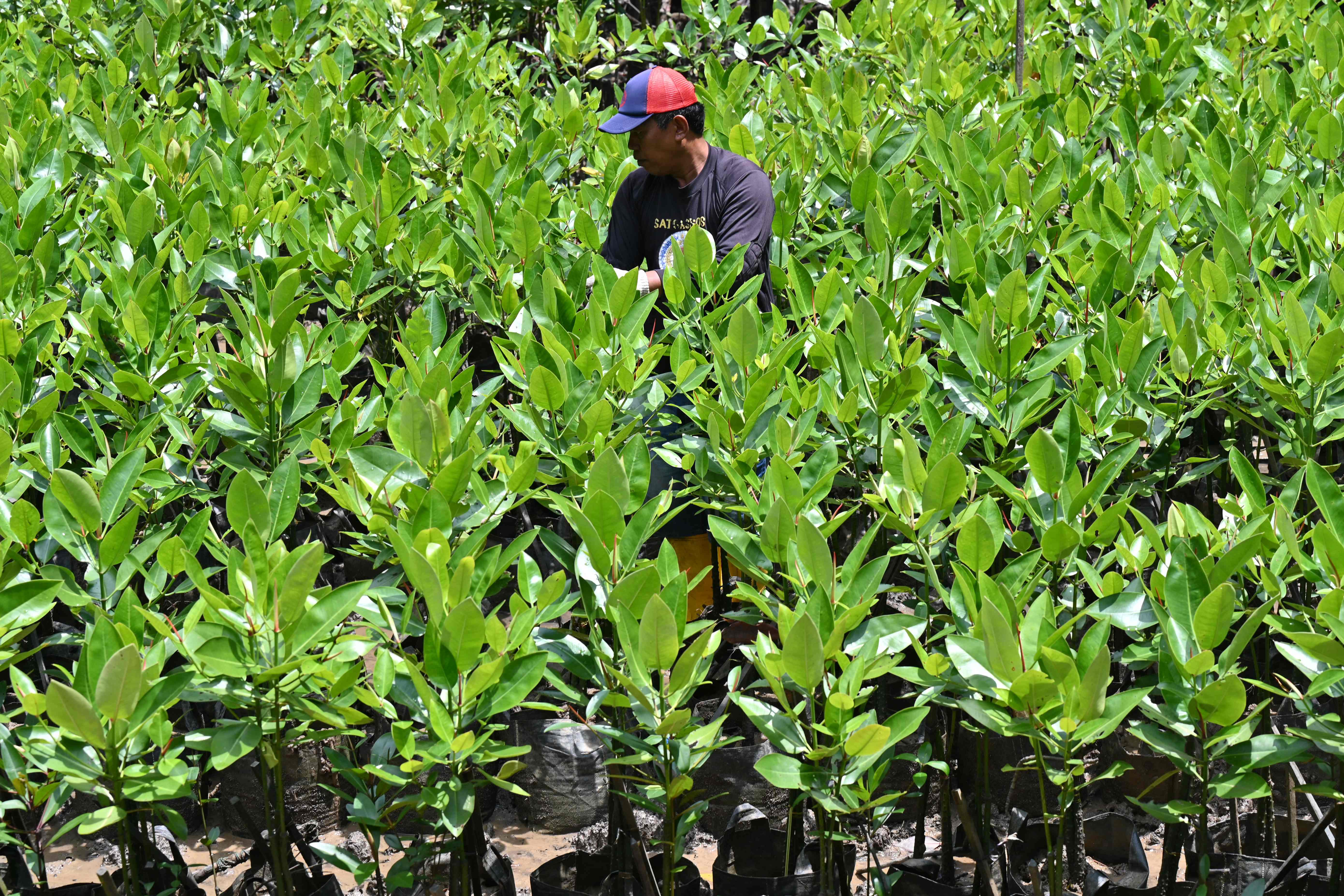 Bibir Pantai di Agam Ditanami Ribuan Bibit Mangrove