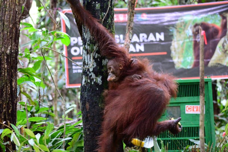 Orangutan yang dilkepasliarkan ke Hutan Lindung Gunung Semengat.