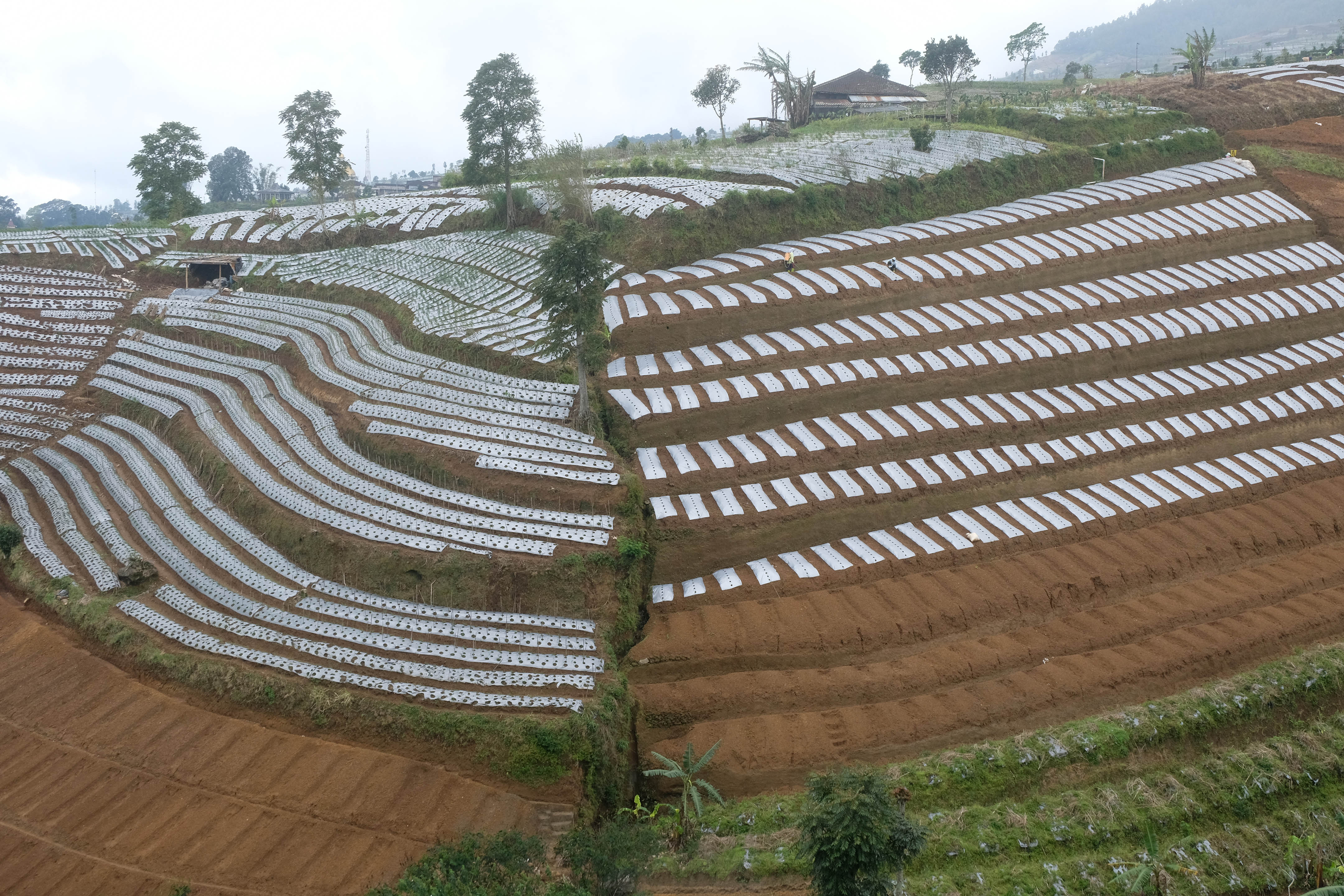 Ilustrasi. Masih ada banyak budi daya pertanian yang tidak ramah lingkungan di sejumlah daerah.
