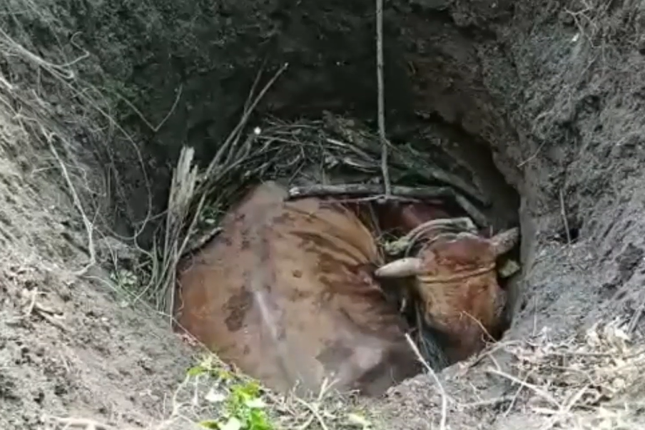 Sapi yang terperosok ke sumur.